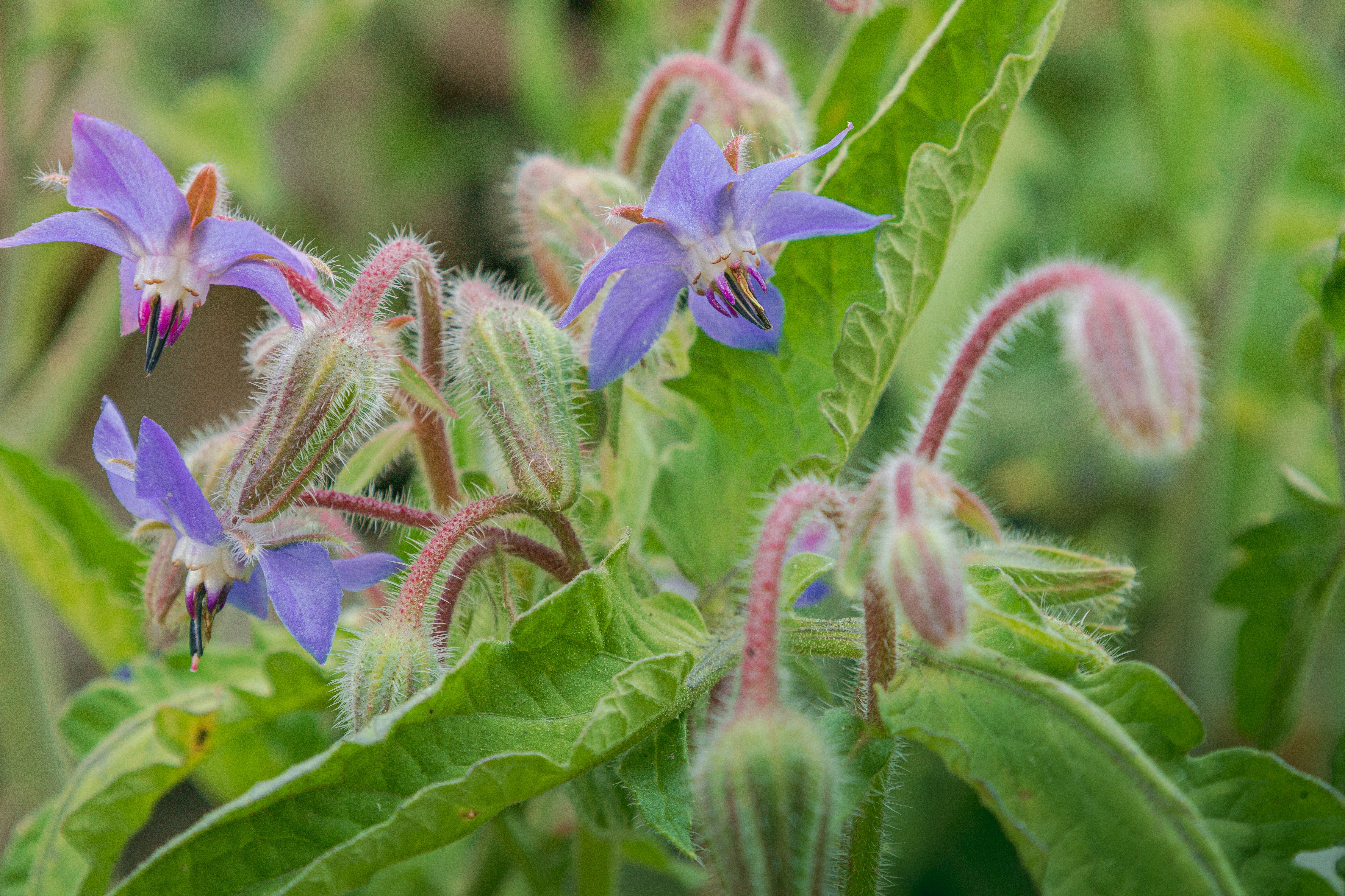 Vibrant purple borage flowers and fuzzy buds