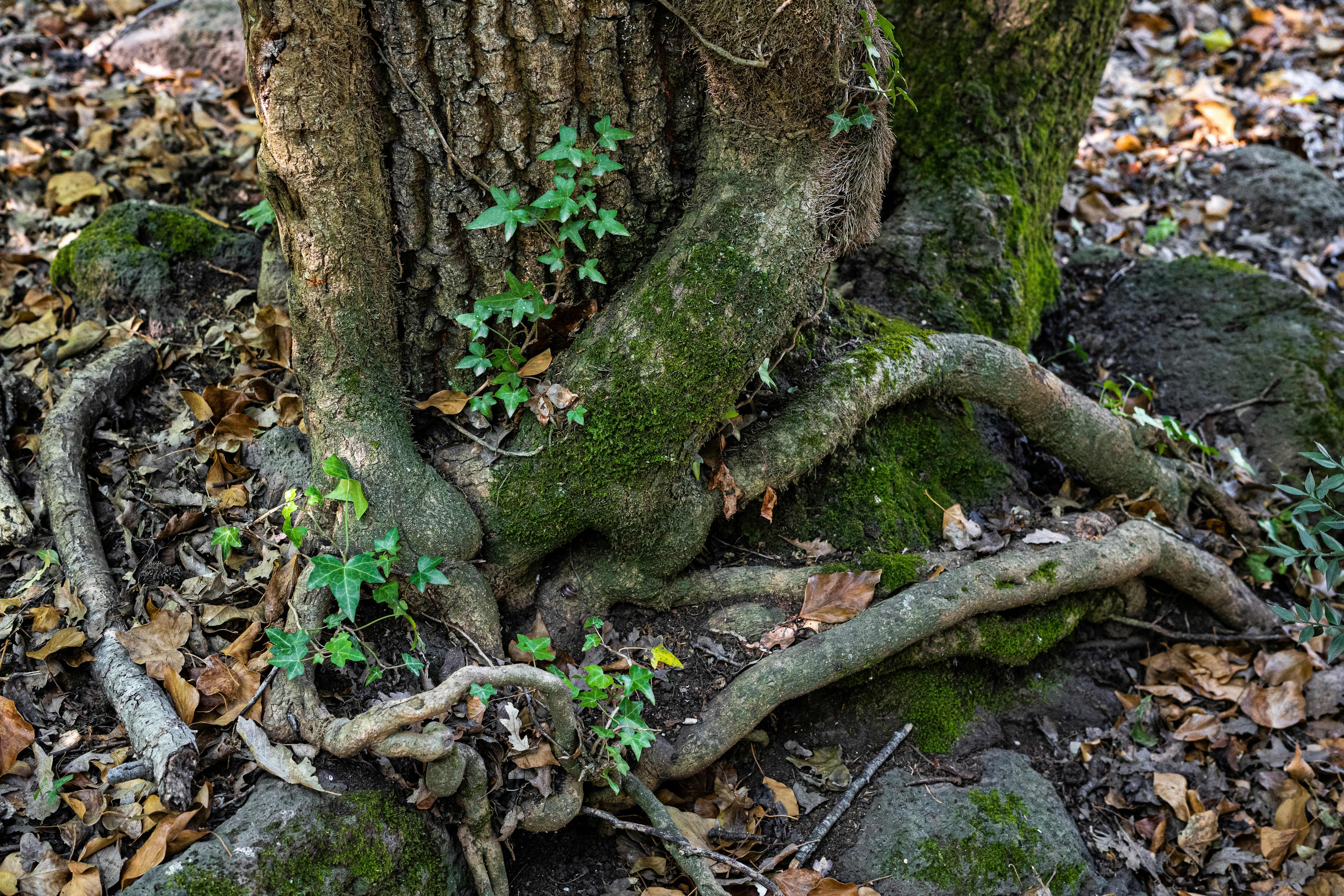 Mossy tree roots and trunk on a forest floor.