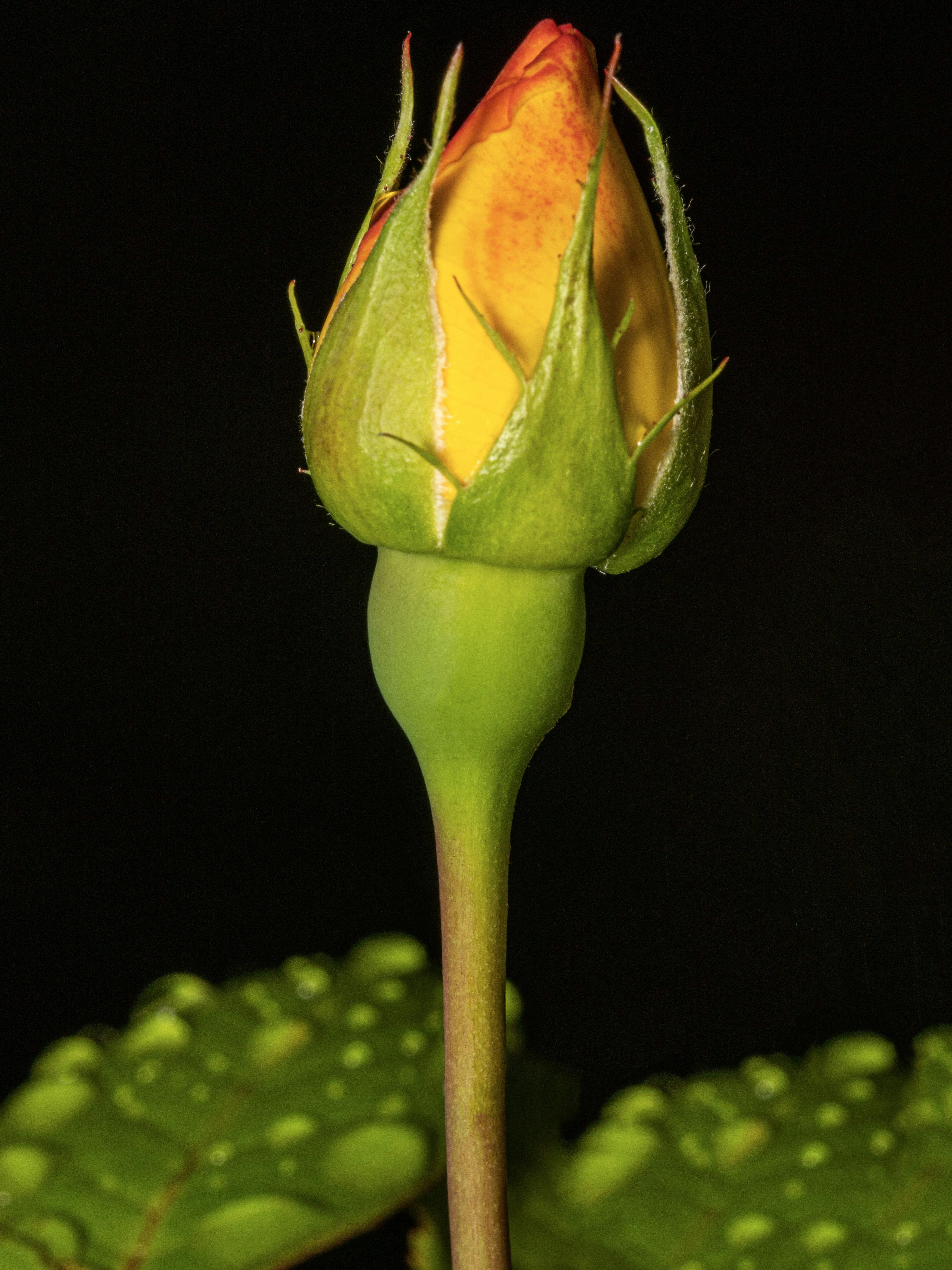 A yellow and orange rosebud with water droplets on leaves.