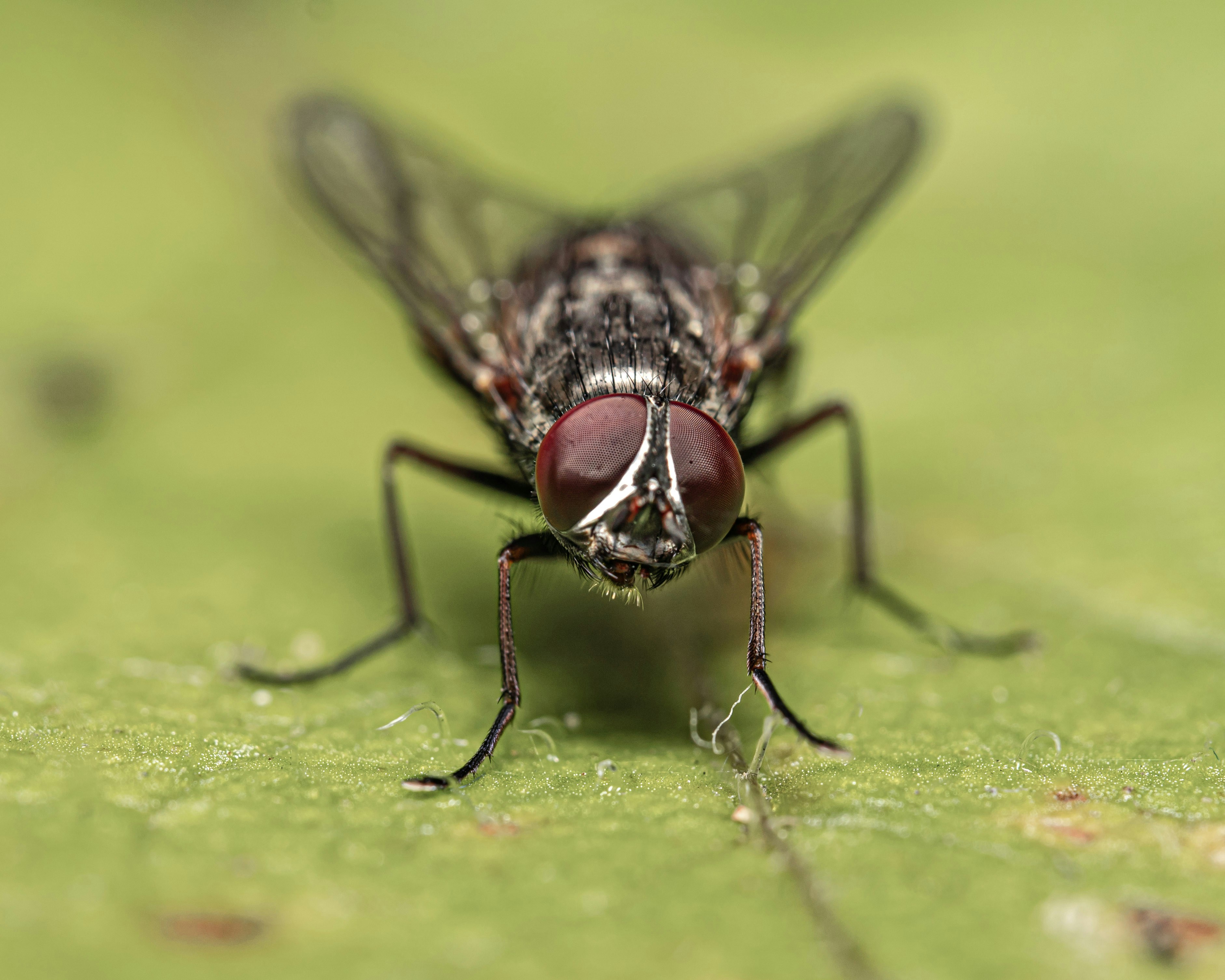 A housefly with red eyes resting on a green leaf