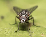 A housefly with large eyes resting on a green leaf