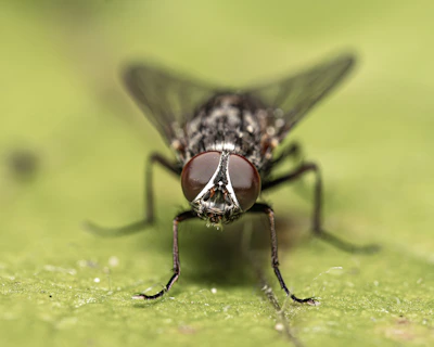 A housefly with large eyes resting on a green leaf