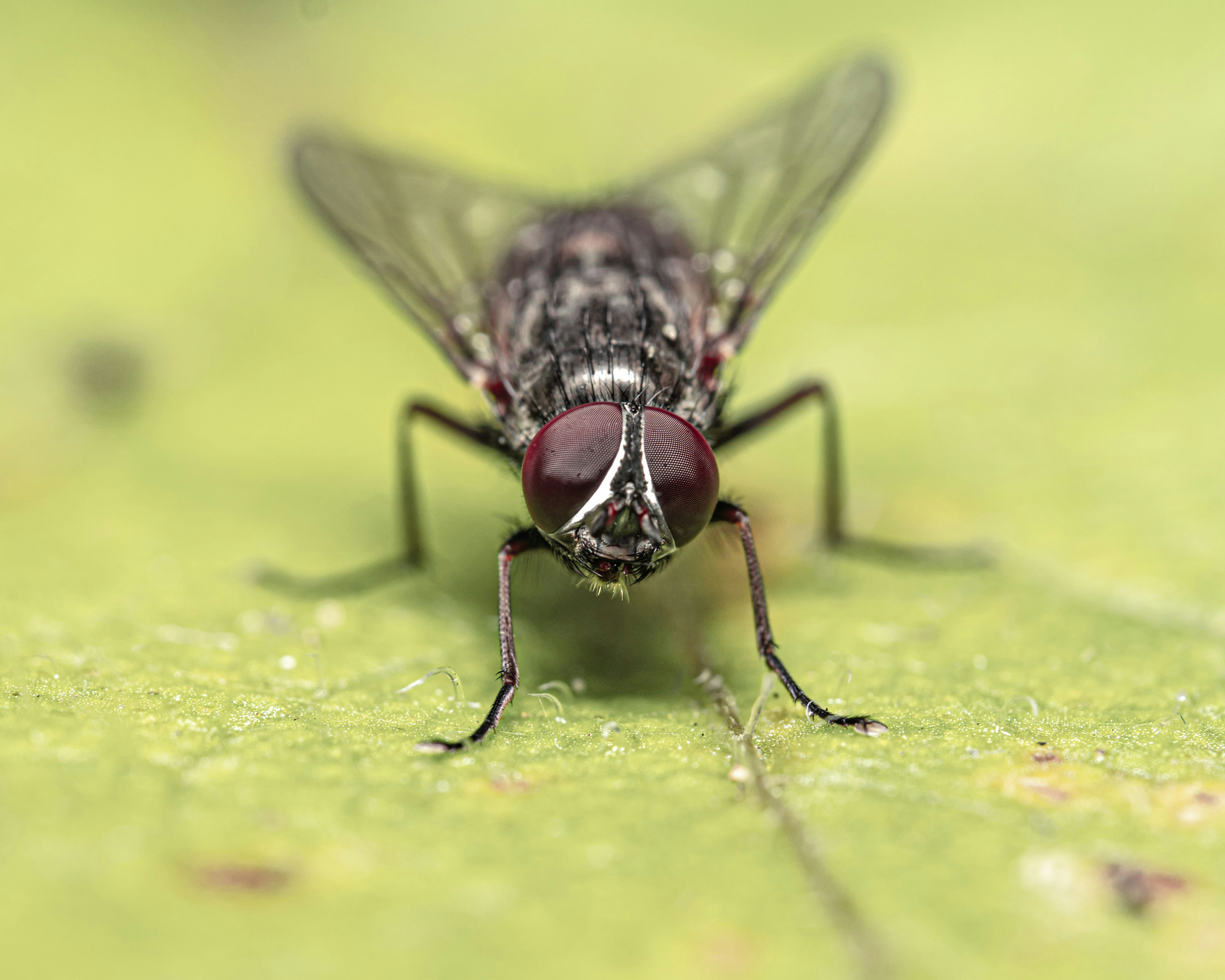 A close-up of a housefly on a green leaf