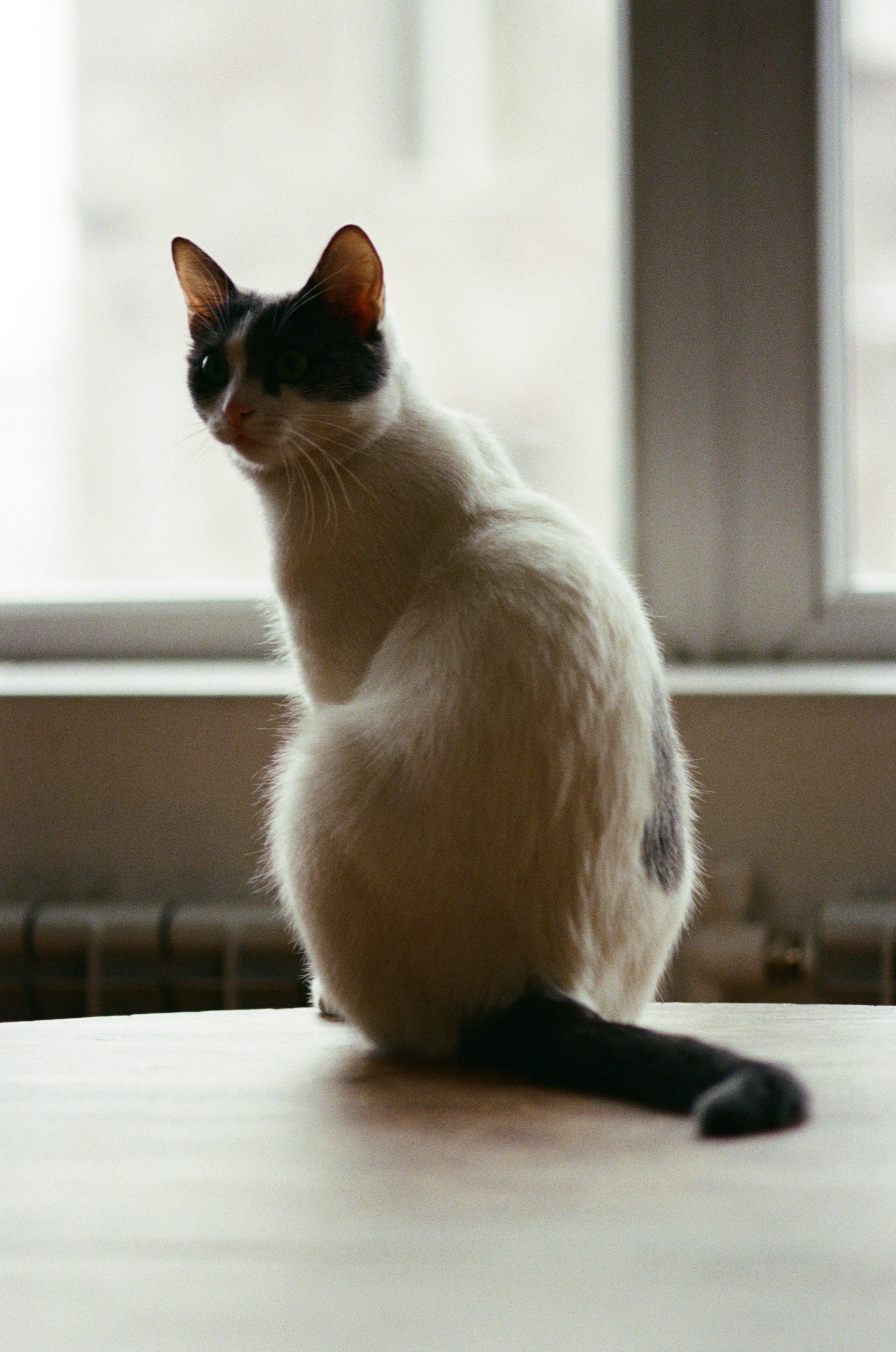 White cat with black markings sitting on table