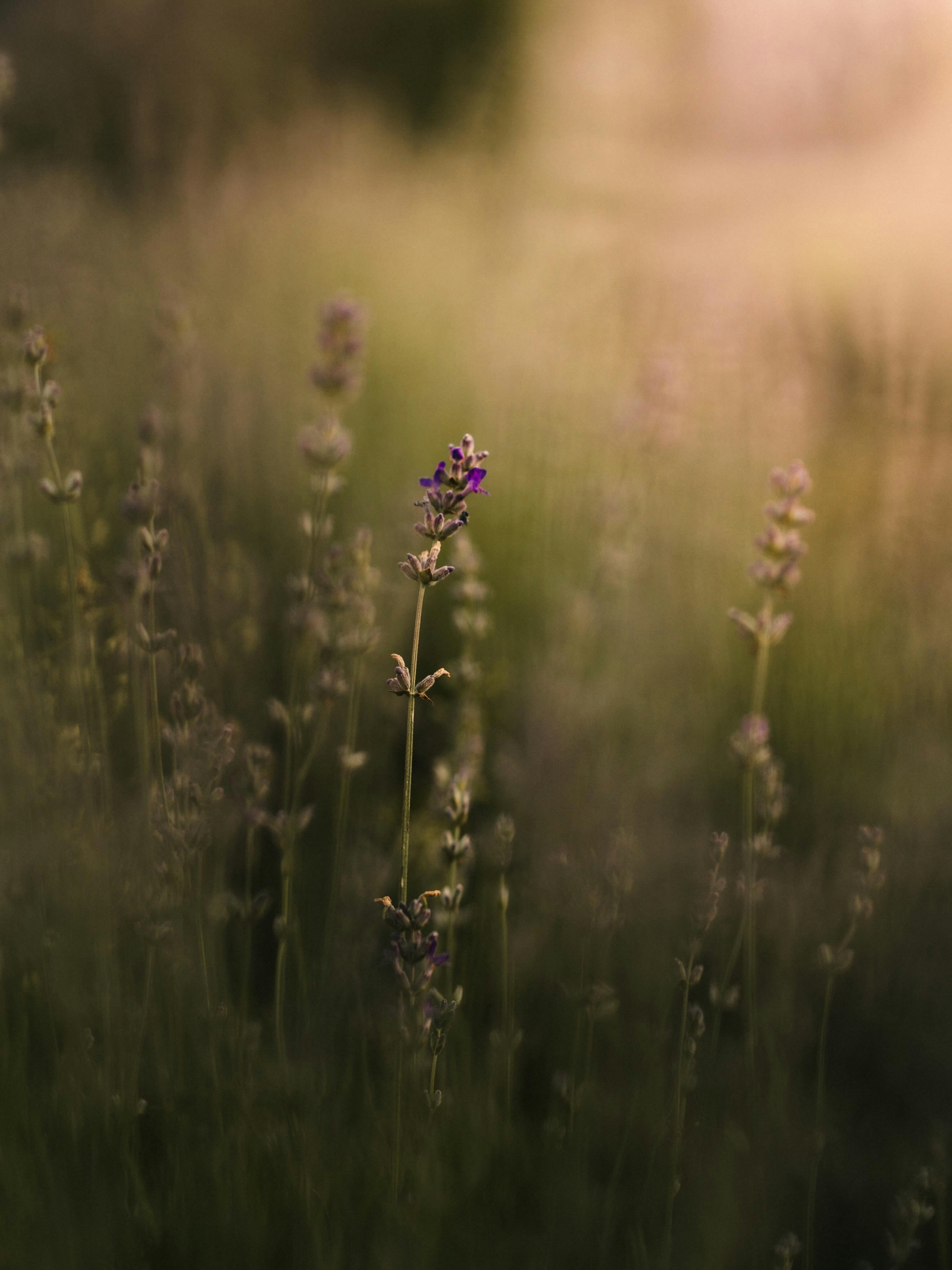 A purple lavender flower in a soft, blurred field.