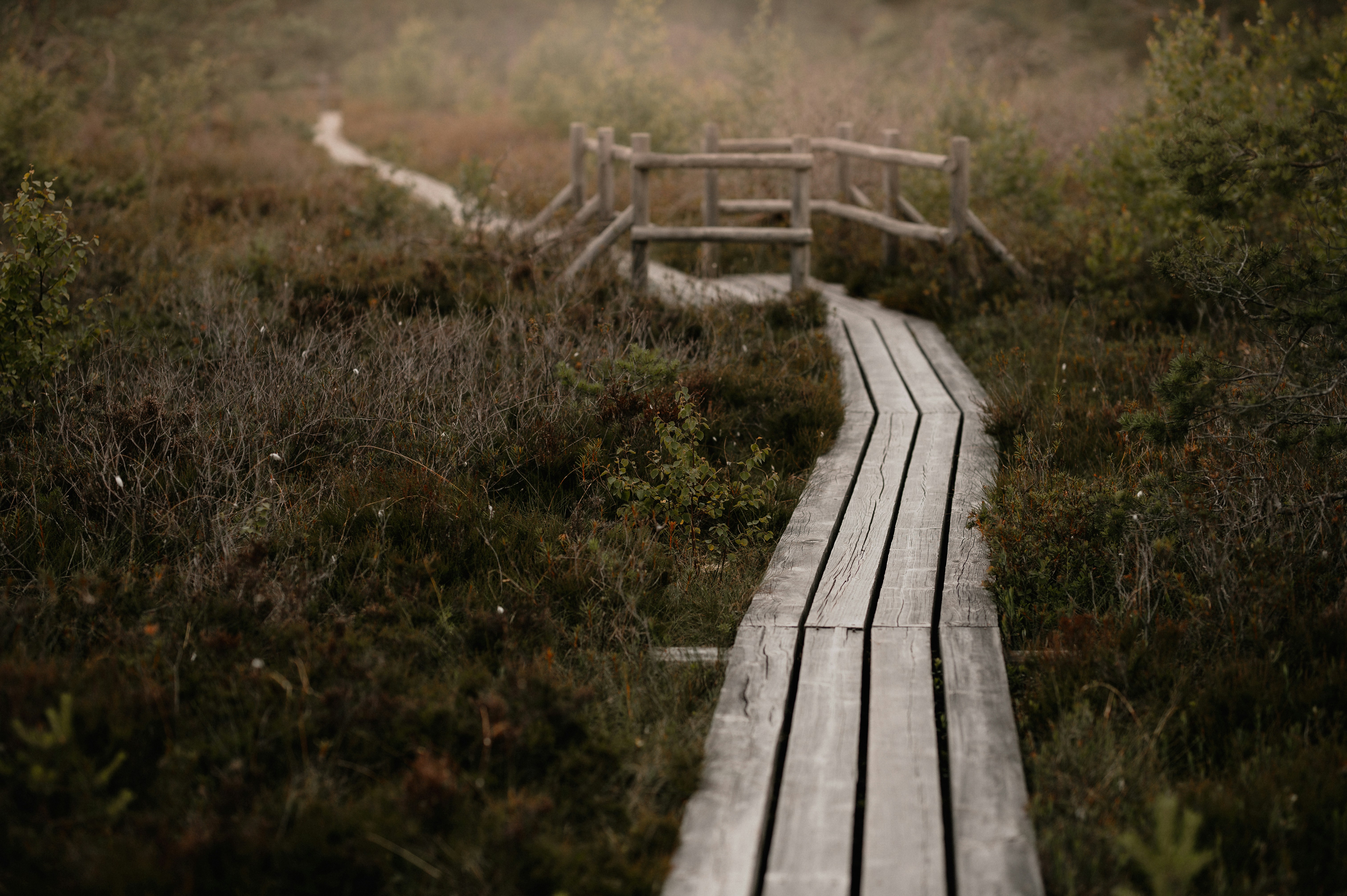 A wooden boardwalk path winds through a misty, marshy landscape.