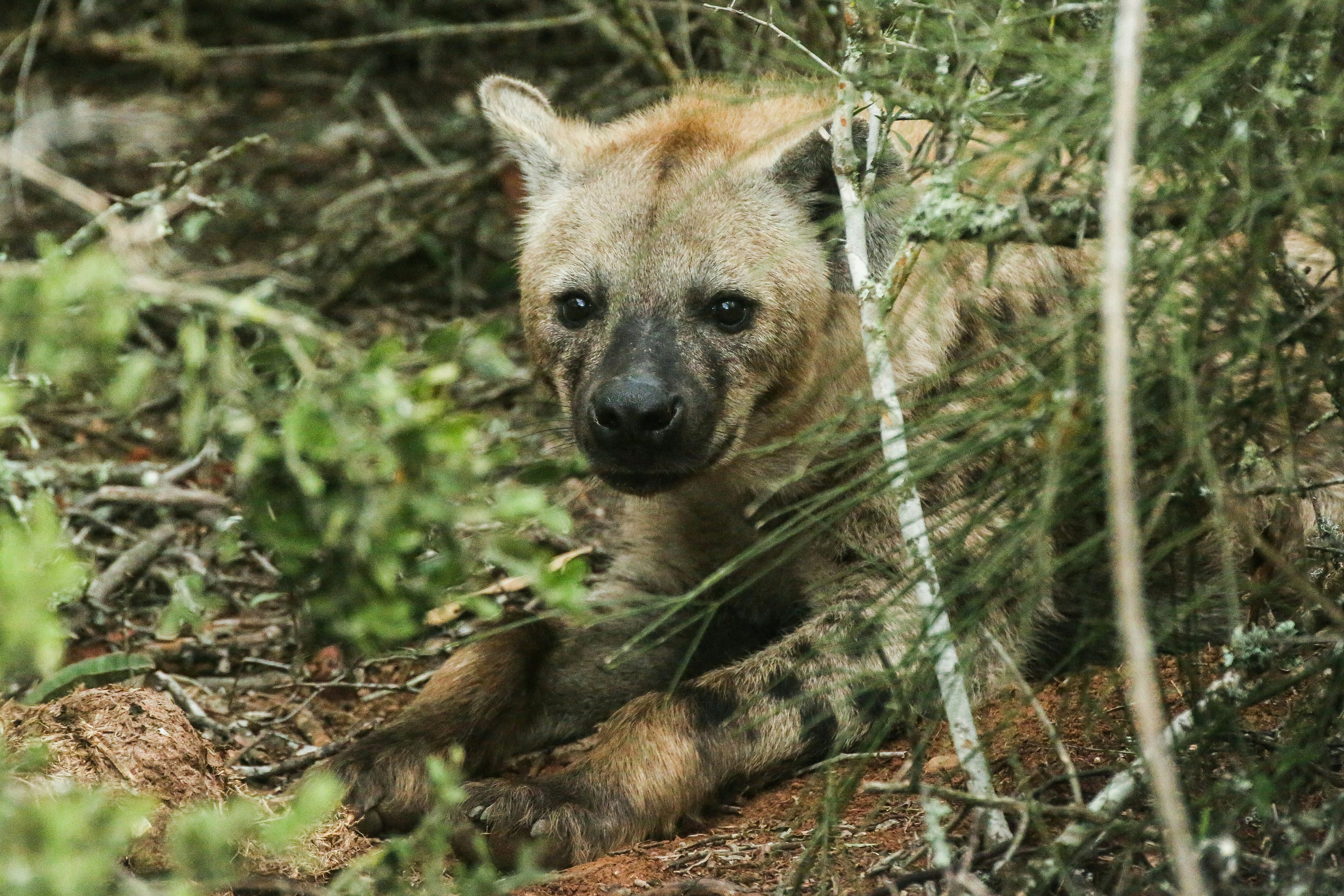 A spotted hyena resting among green bushes.