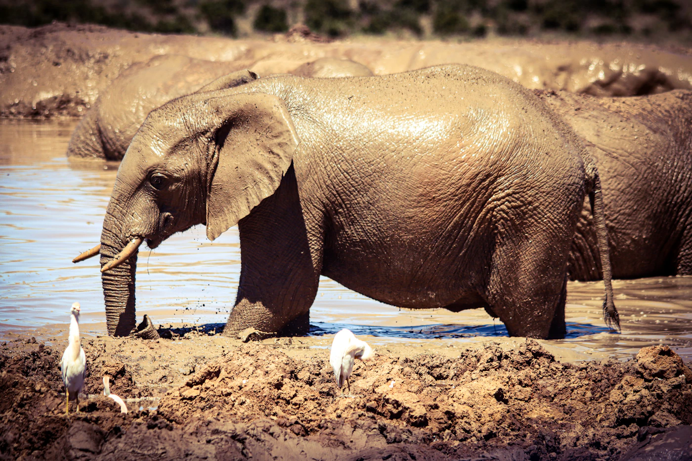 An elephant standing in a muddy waterhole with small birds at its feet, seen from low level