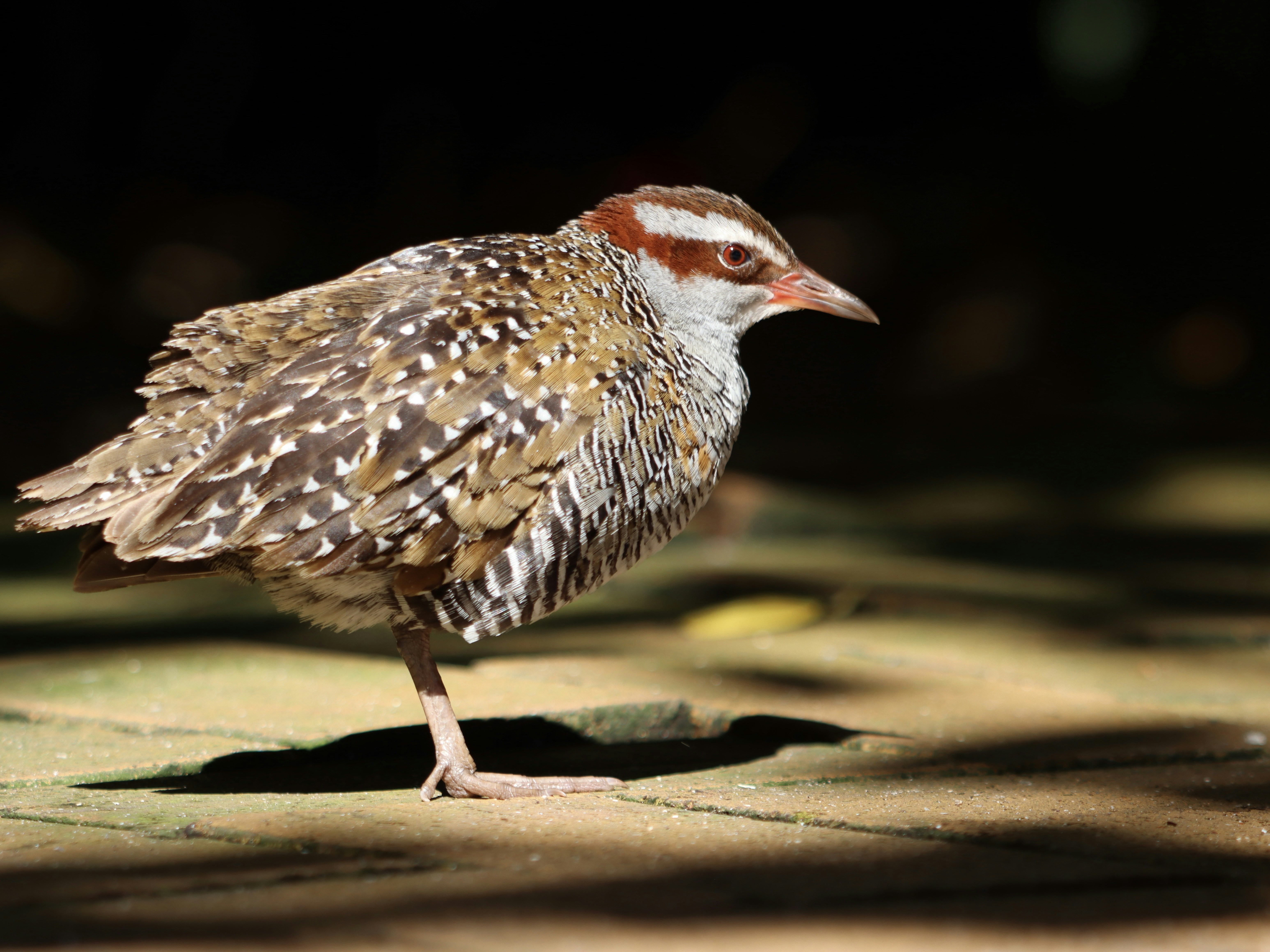 茶色と白の模様の鳥が片足で立っています。