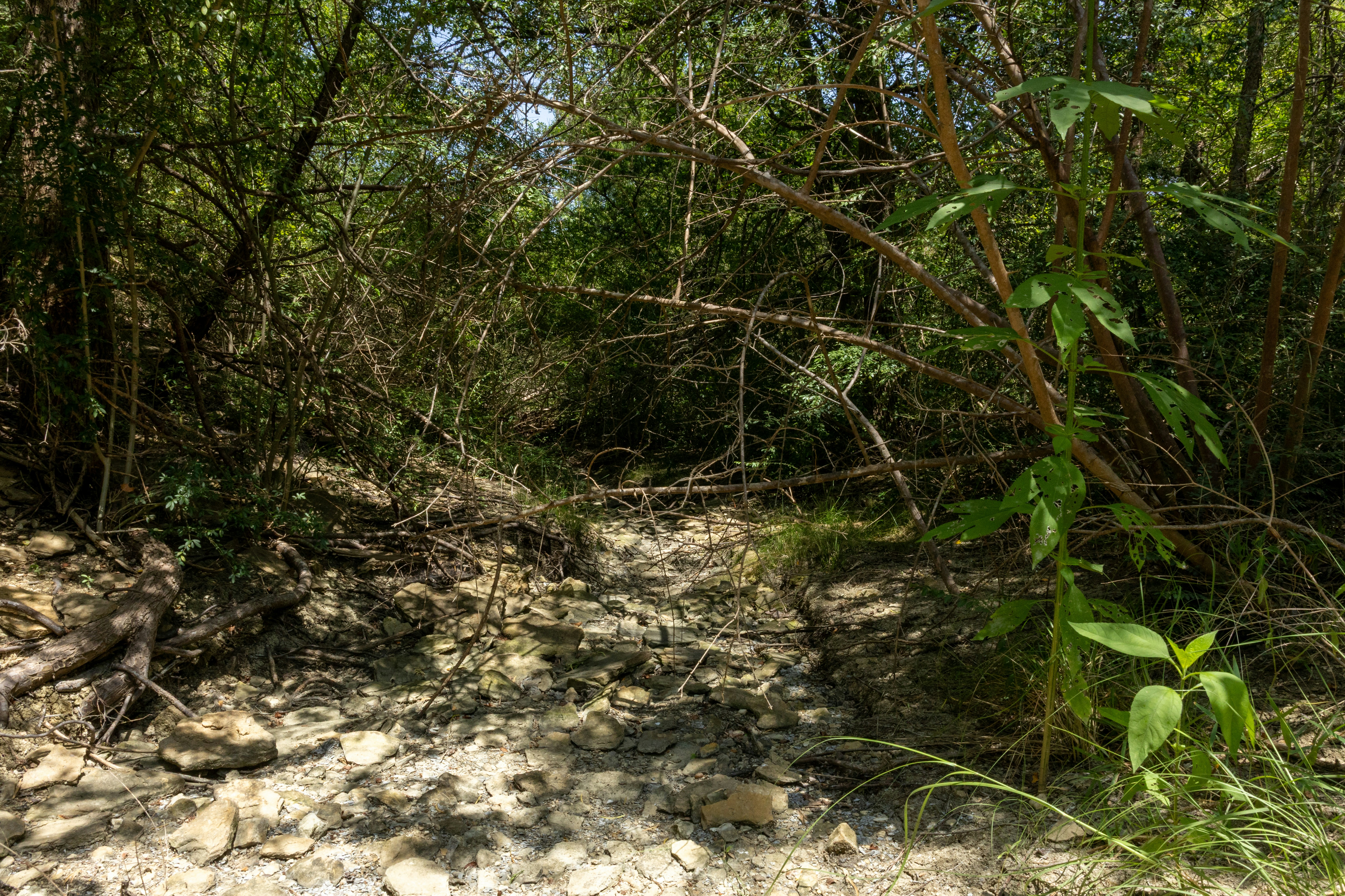 Dry rocky track through dense bush