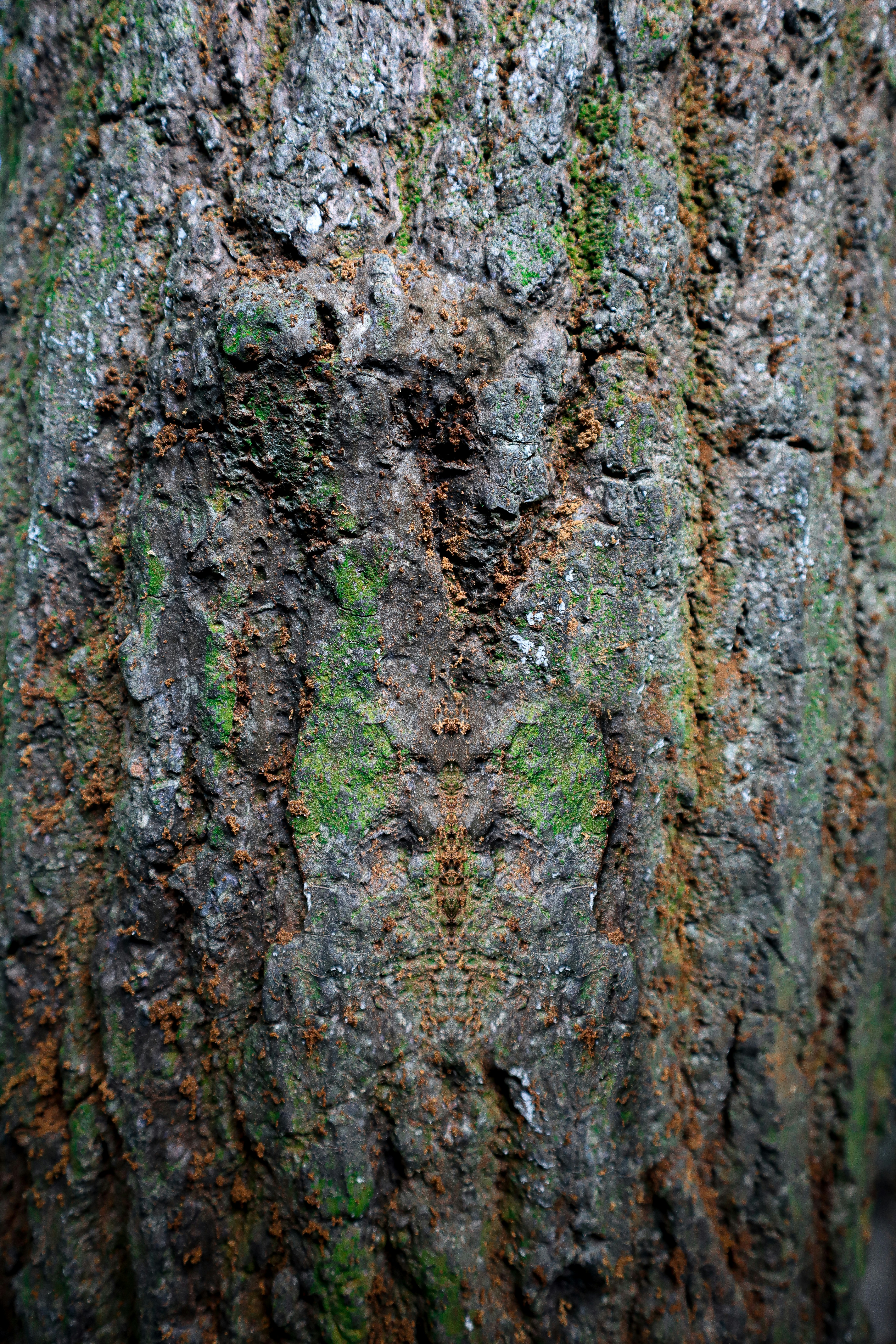 Rough tree bark texture with green moss and brown patches.