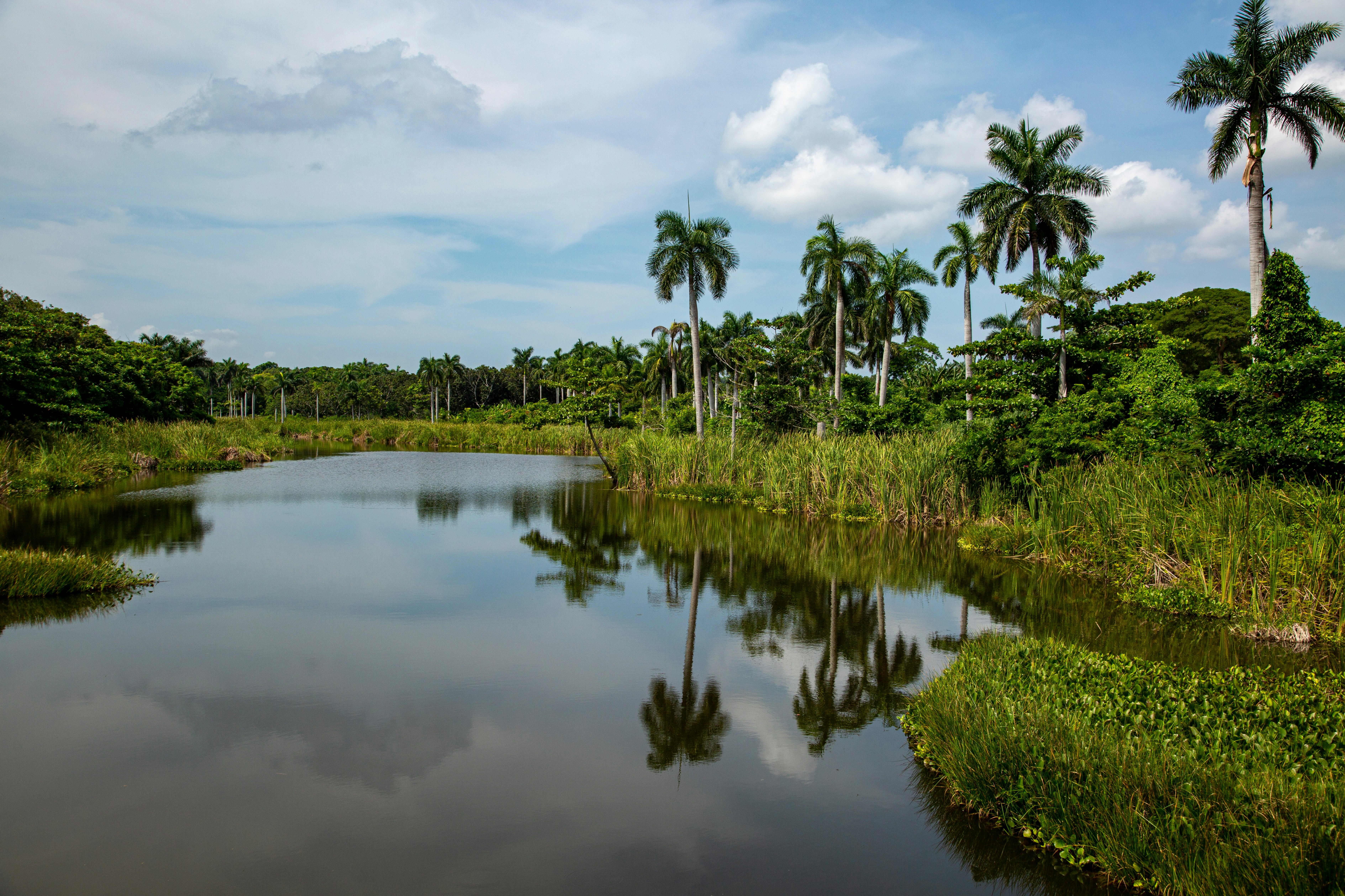Calm water reflecting palm trees and lush green vegetation