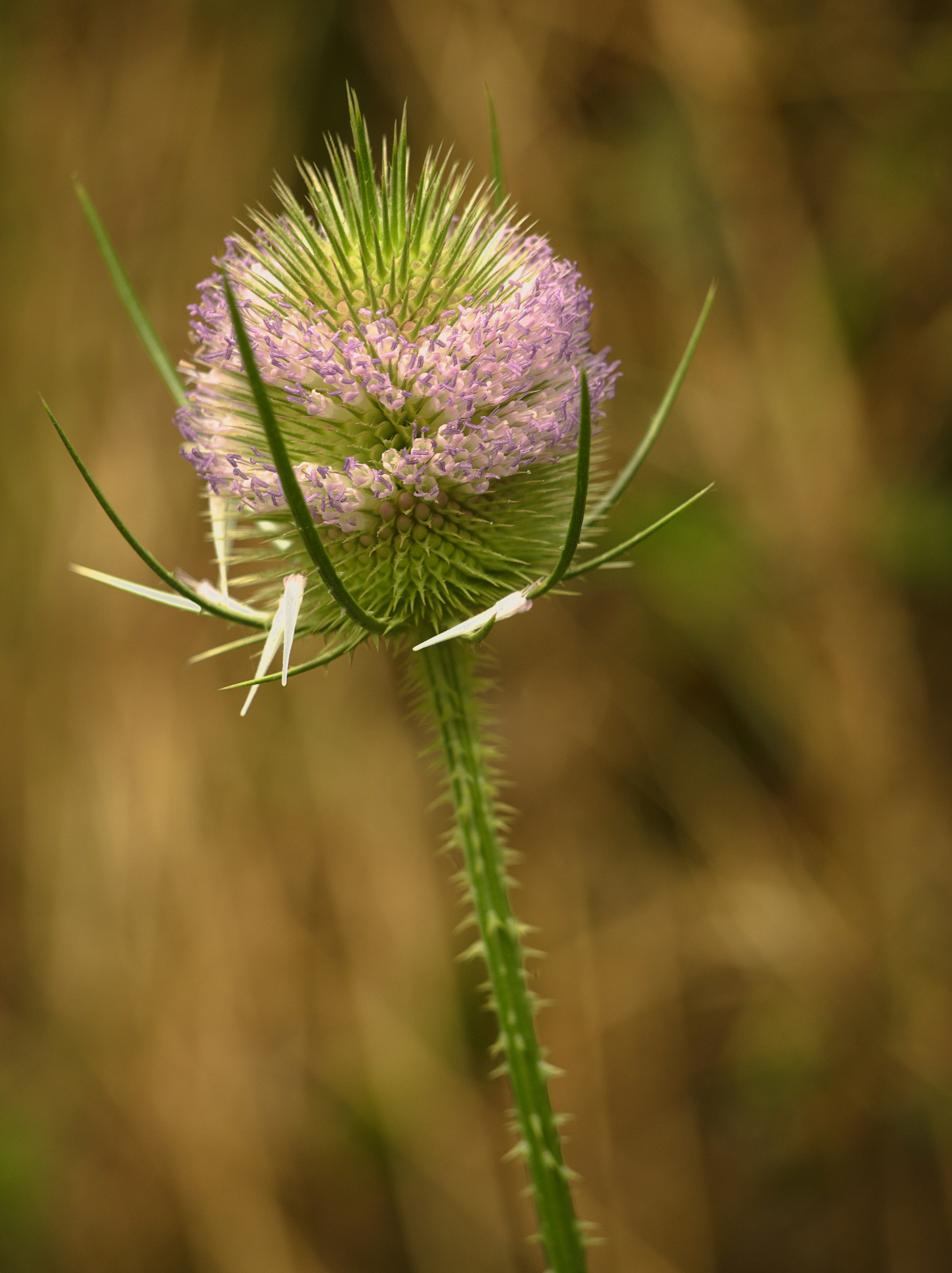 A spiky teasel plant with a purple flower head