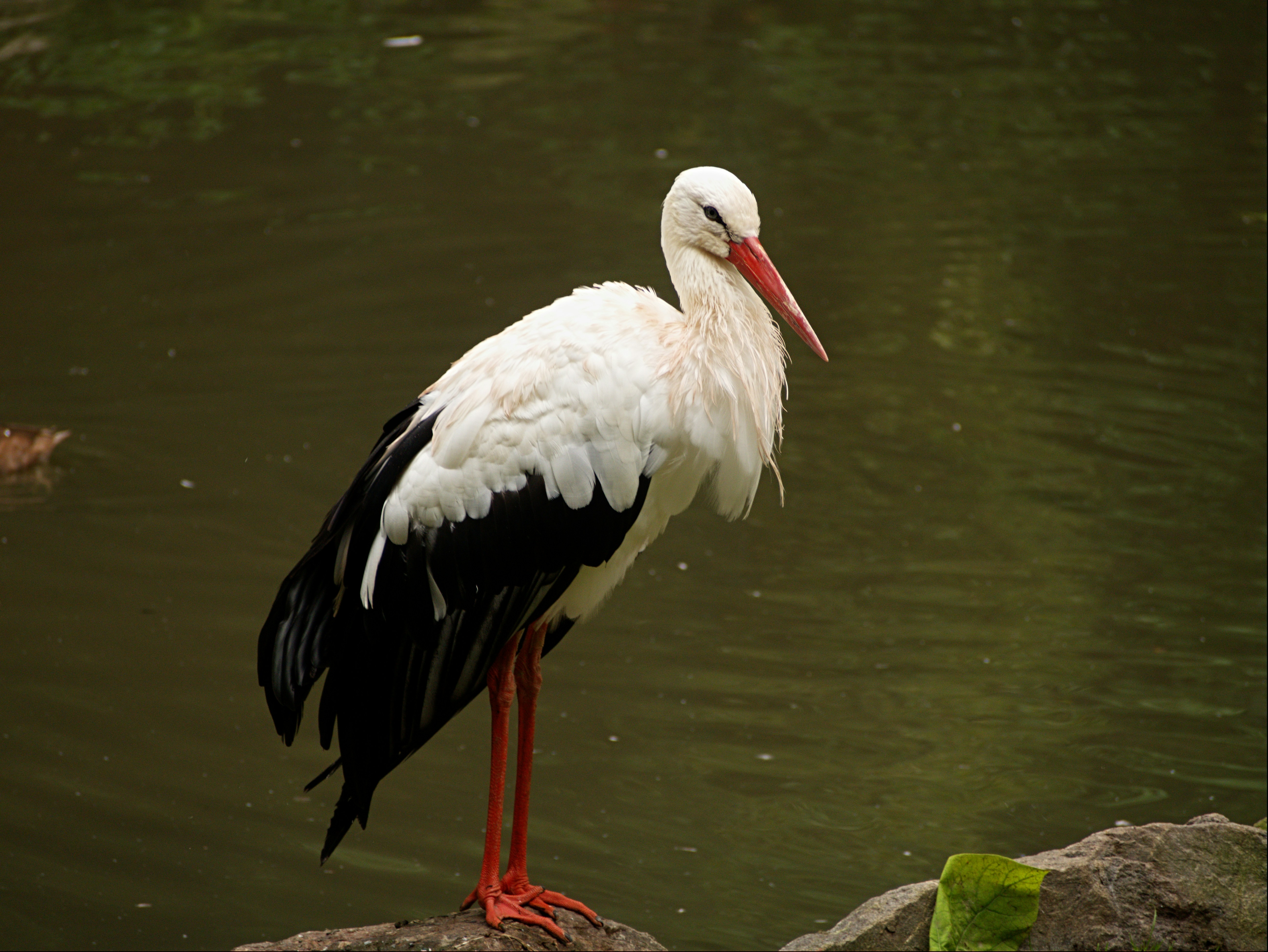 A white stork stands on rocks beside dark water