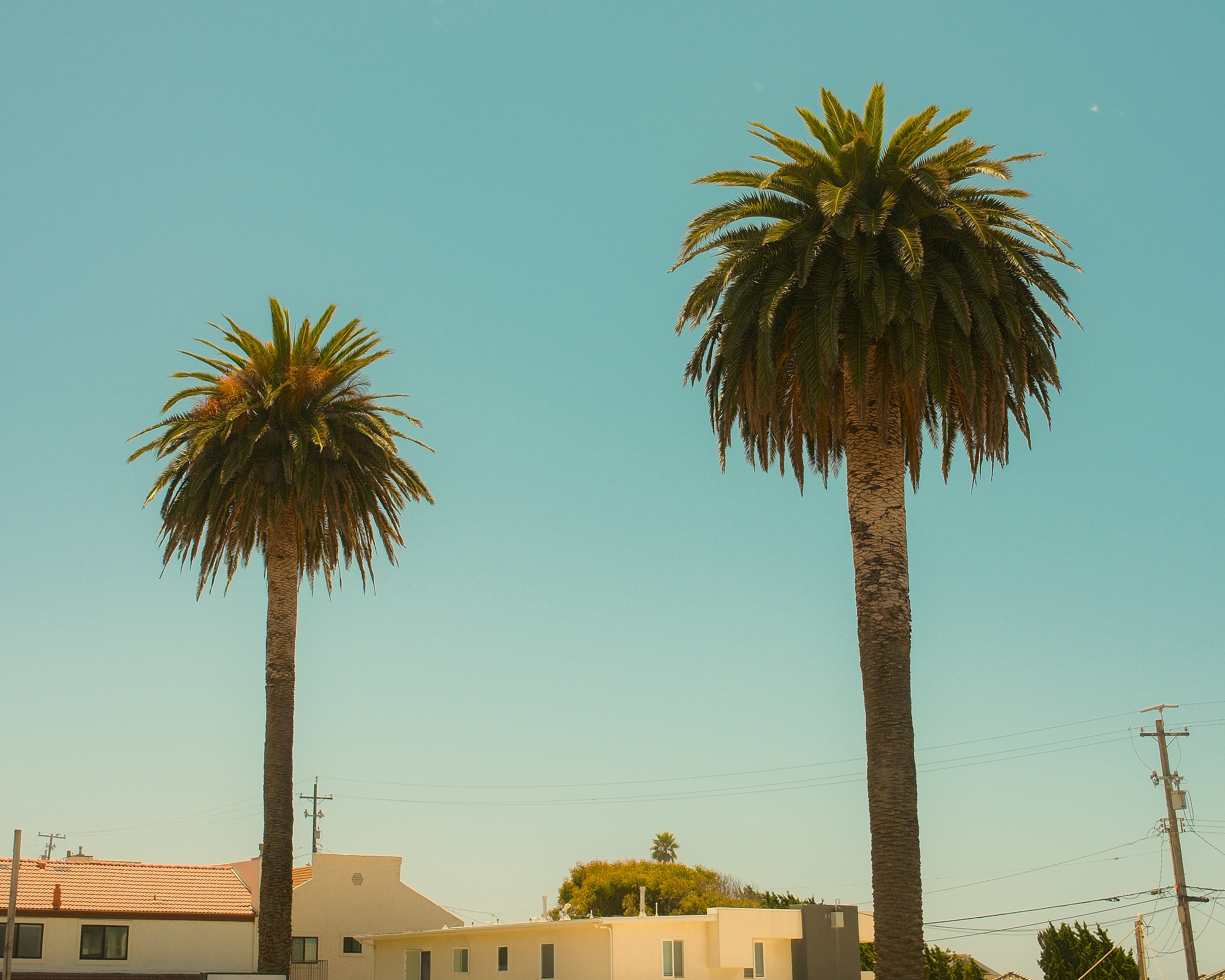 Two tall palm trees stand against a clear blue sky.