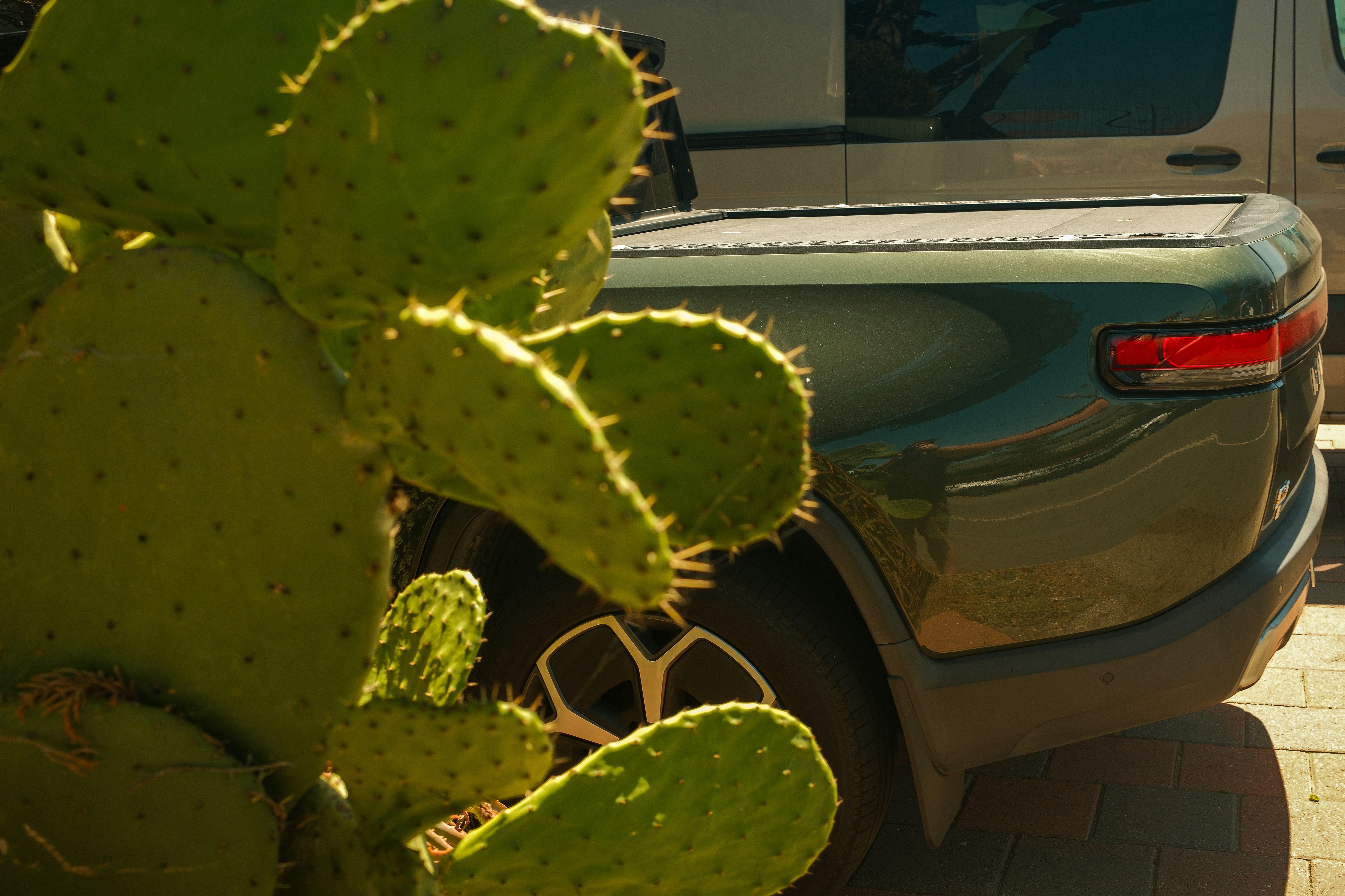 A large cactus in front of a green pickup truck.