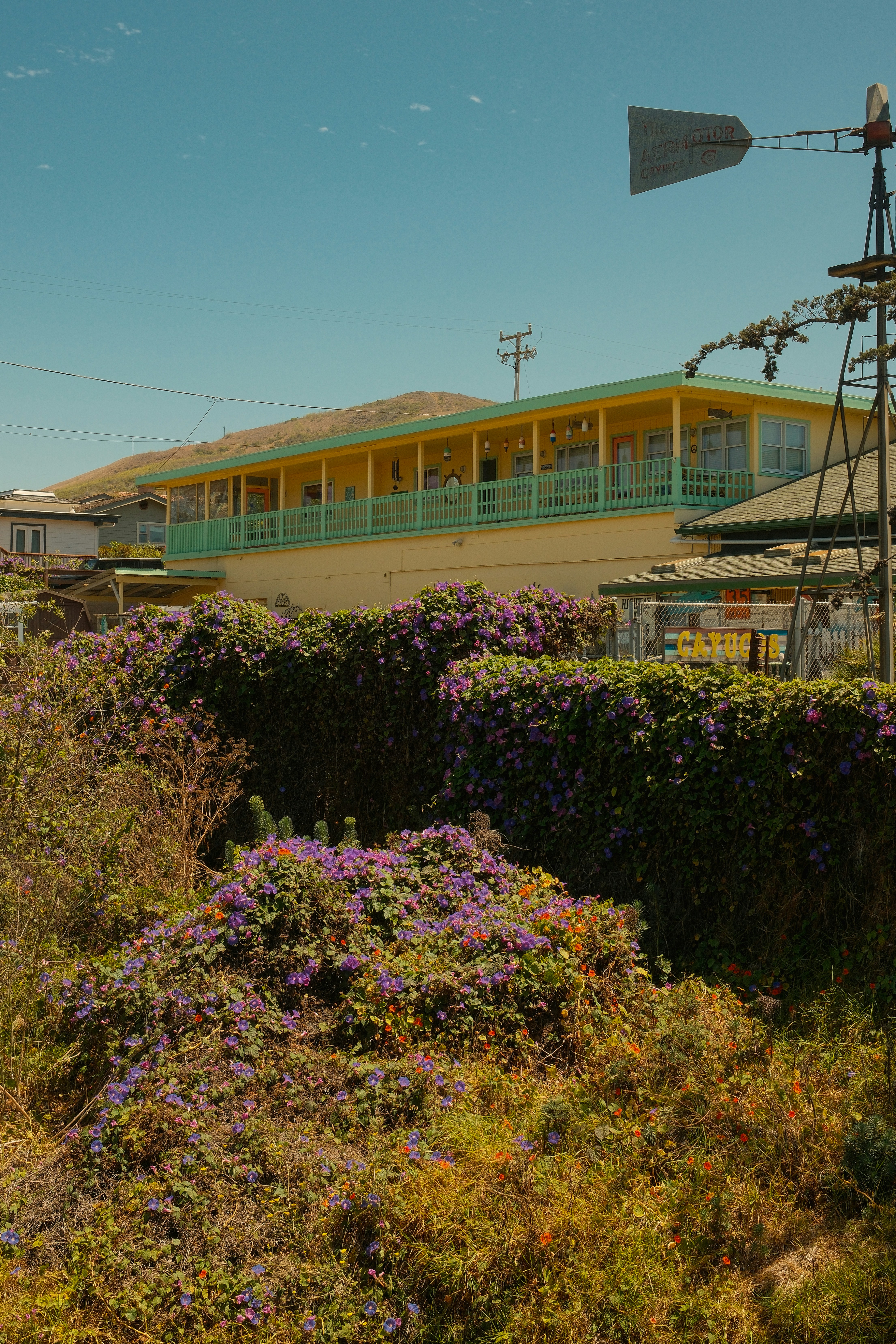 Yellow building, purple flowers, and windmill under a blue sky.