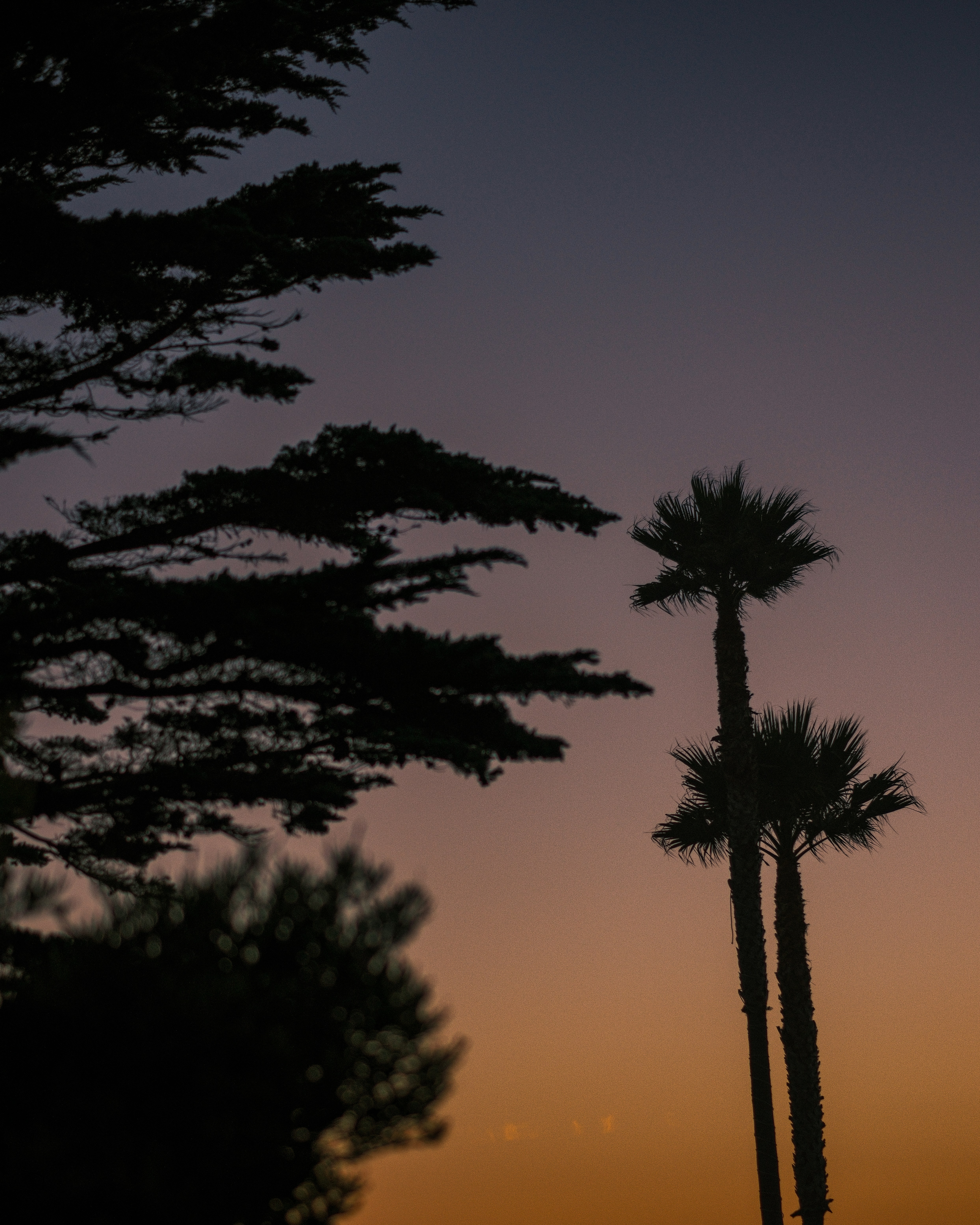 Silhouetted trees and palm trees against a colorful twilight sky.