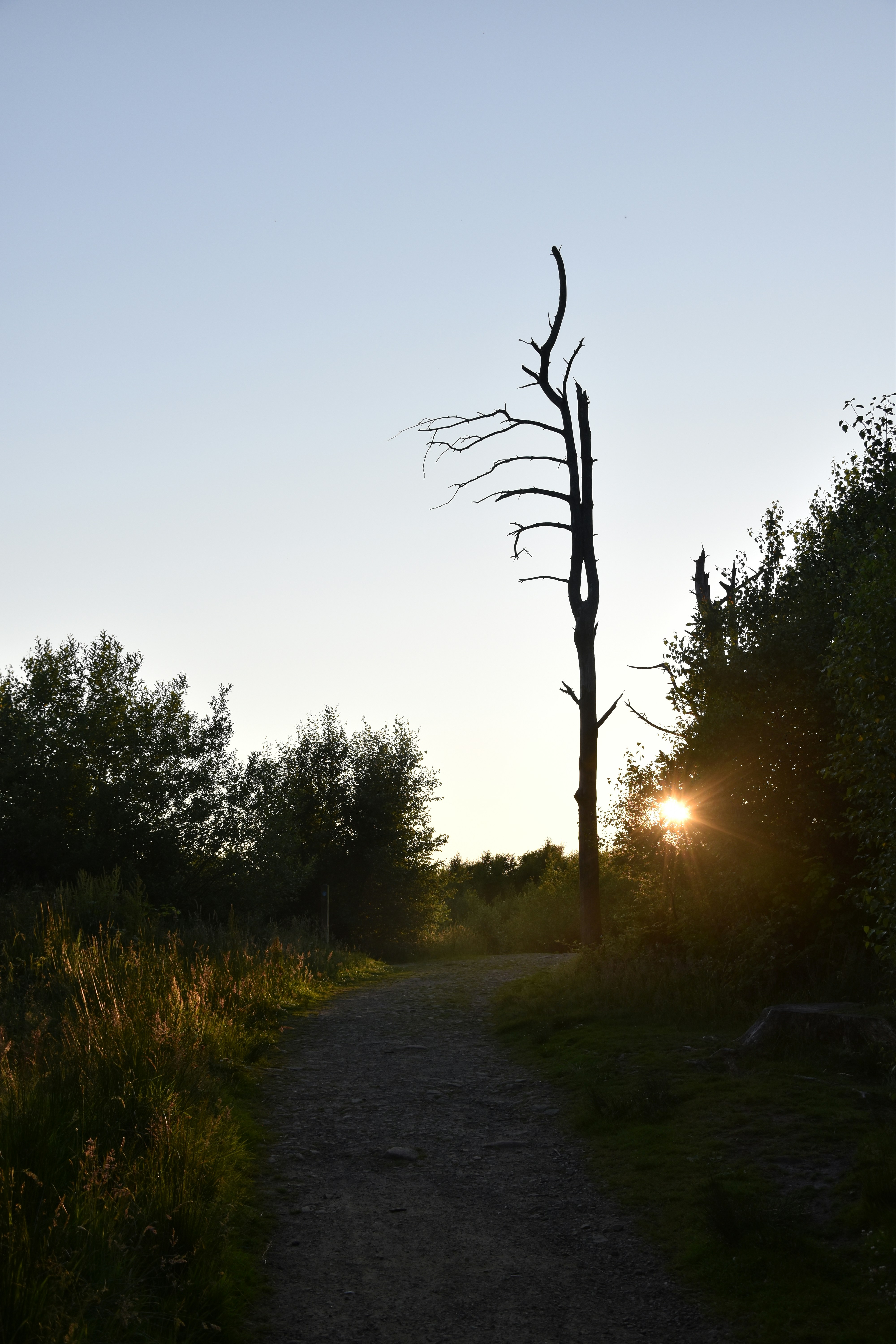 Forest path with a silhouetted dead tree at sunset