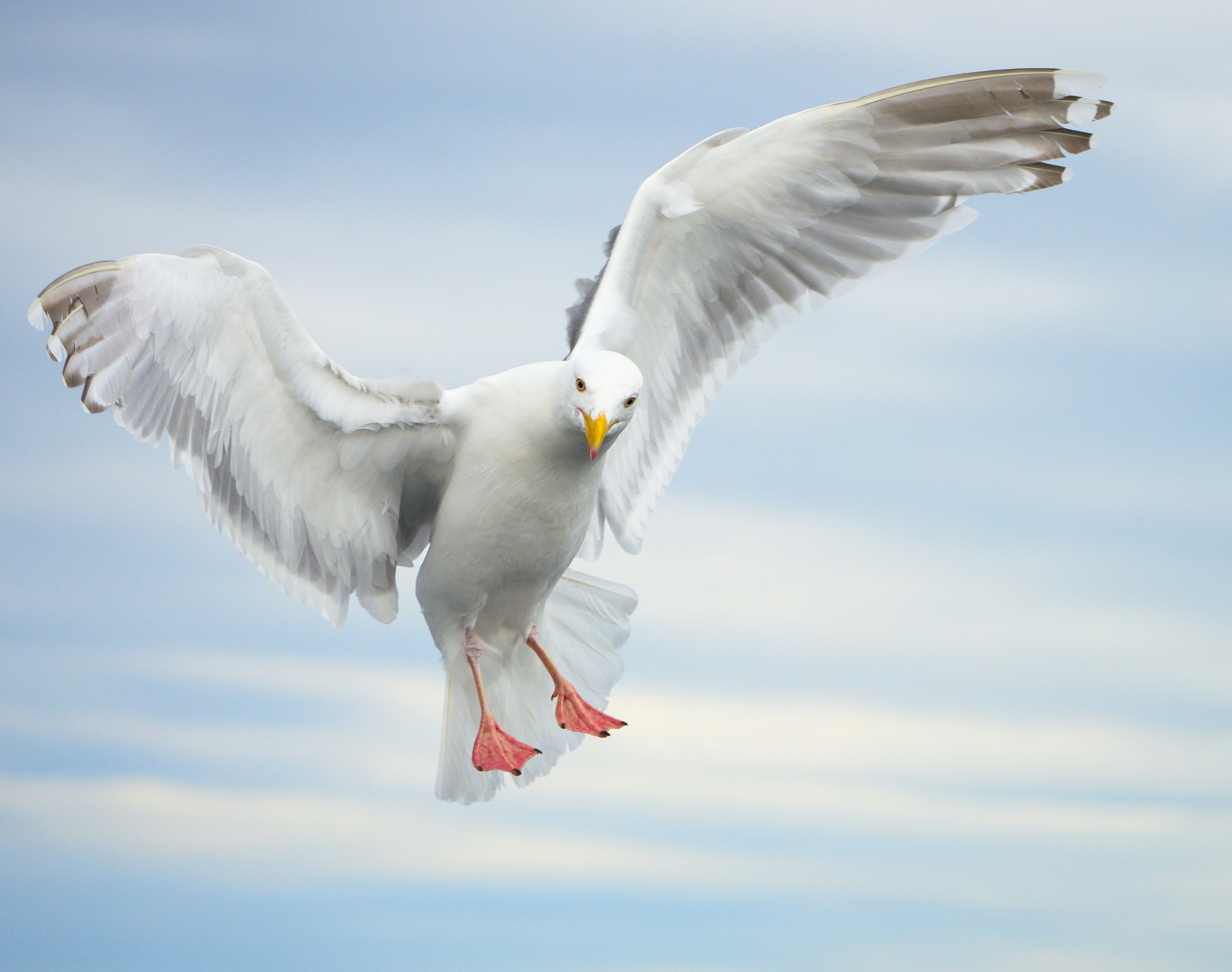 Seagull flying directly towards viewer with wings spread.