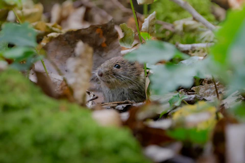A small vole peeking from autumn leaves and green foliage.