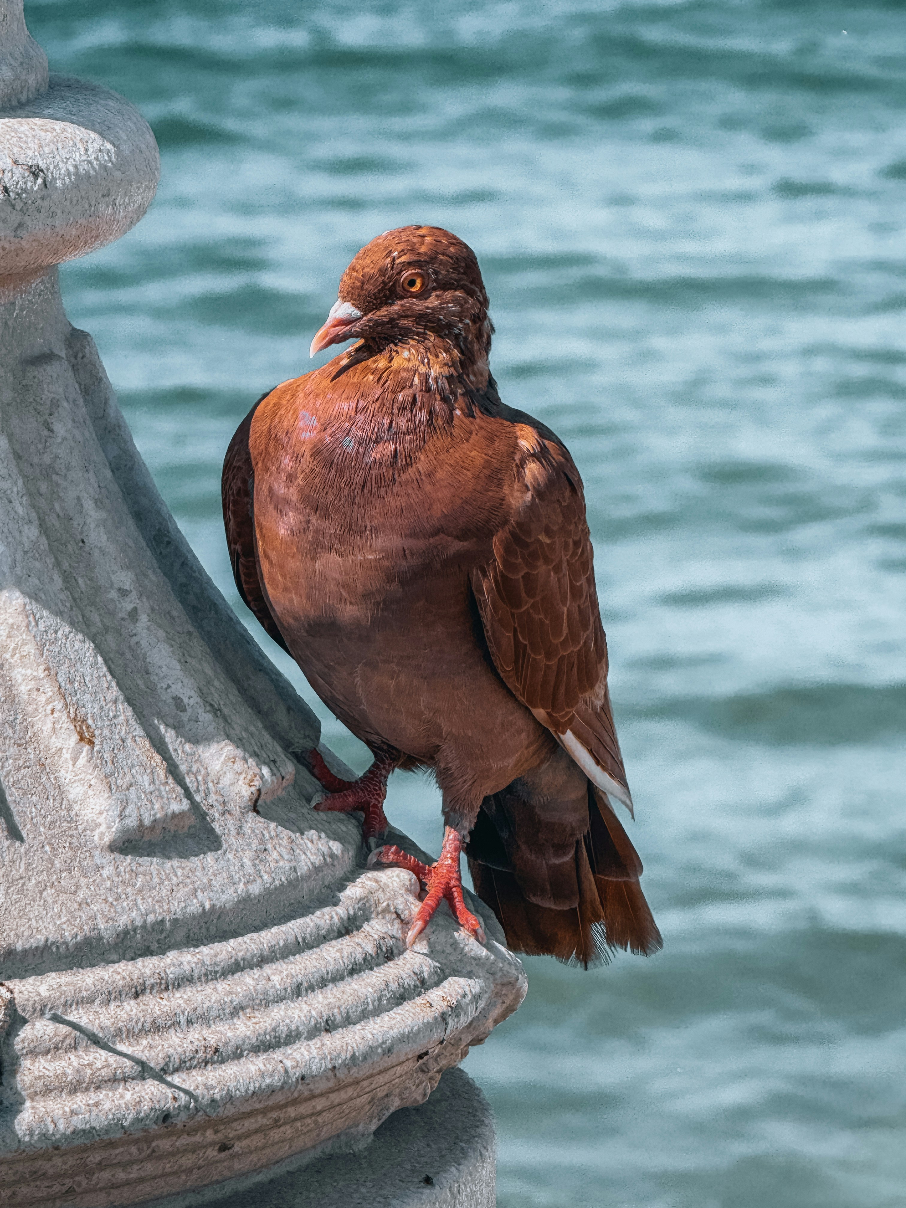 A brown pigeon perches on a stone pillar near water