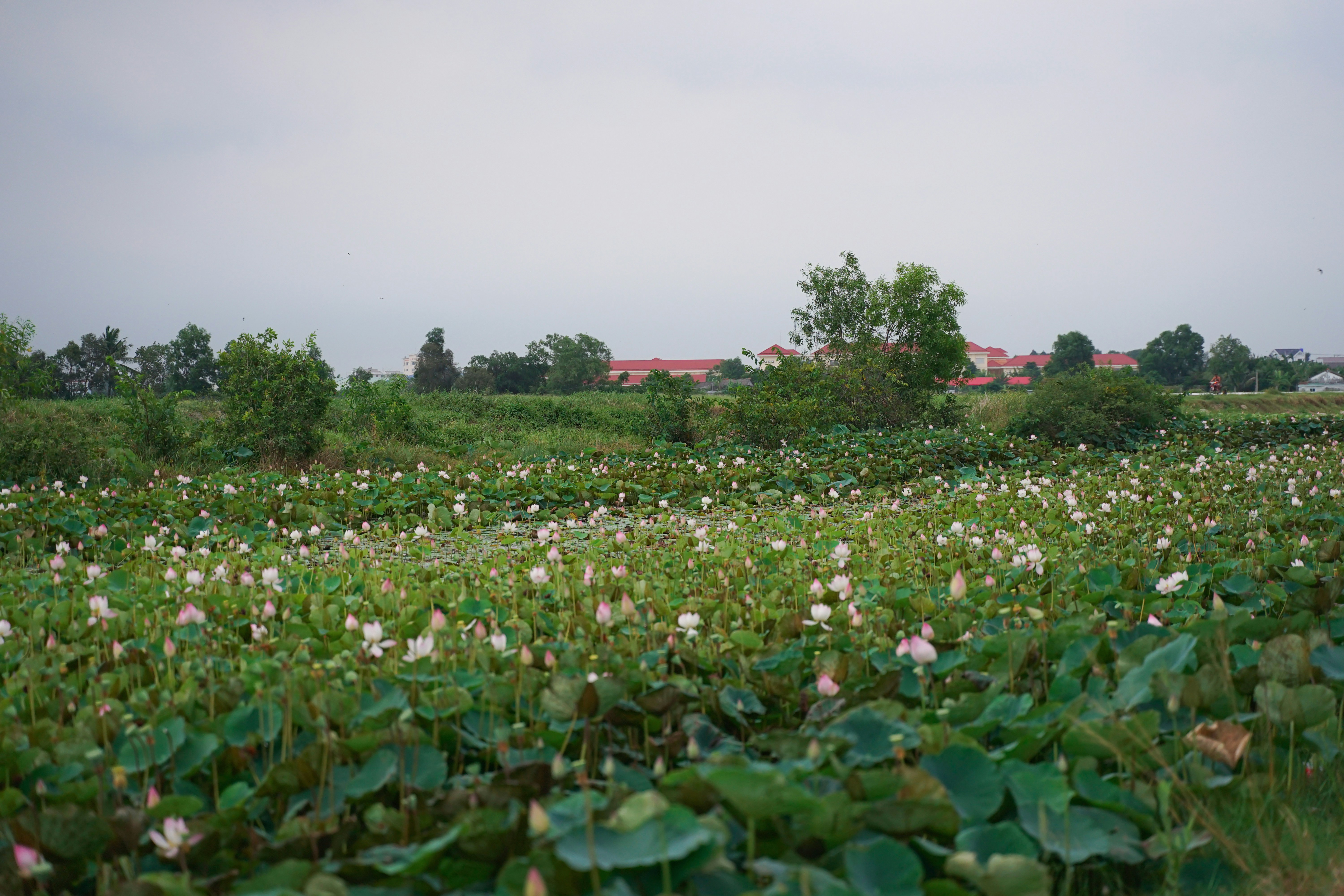 A field of blooming lotus flowers under an overcast sky