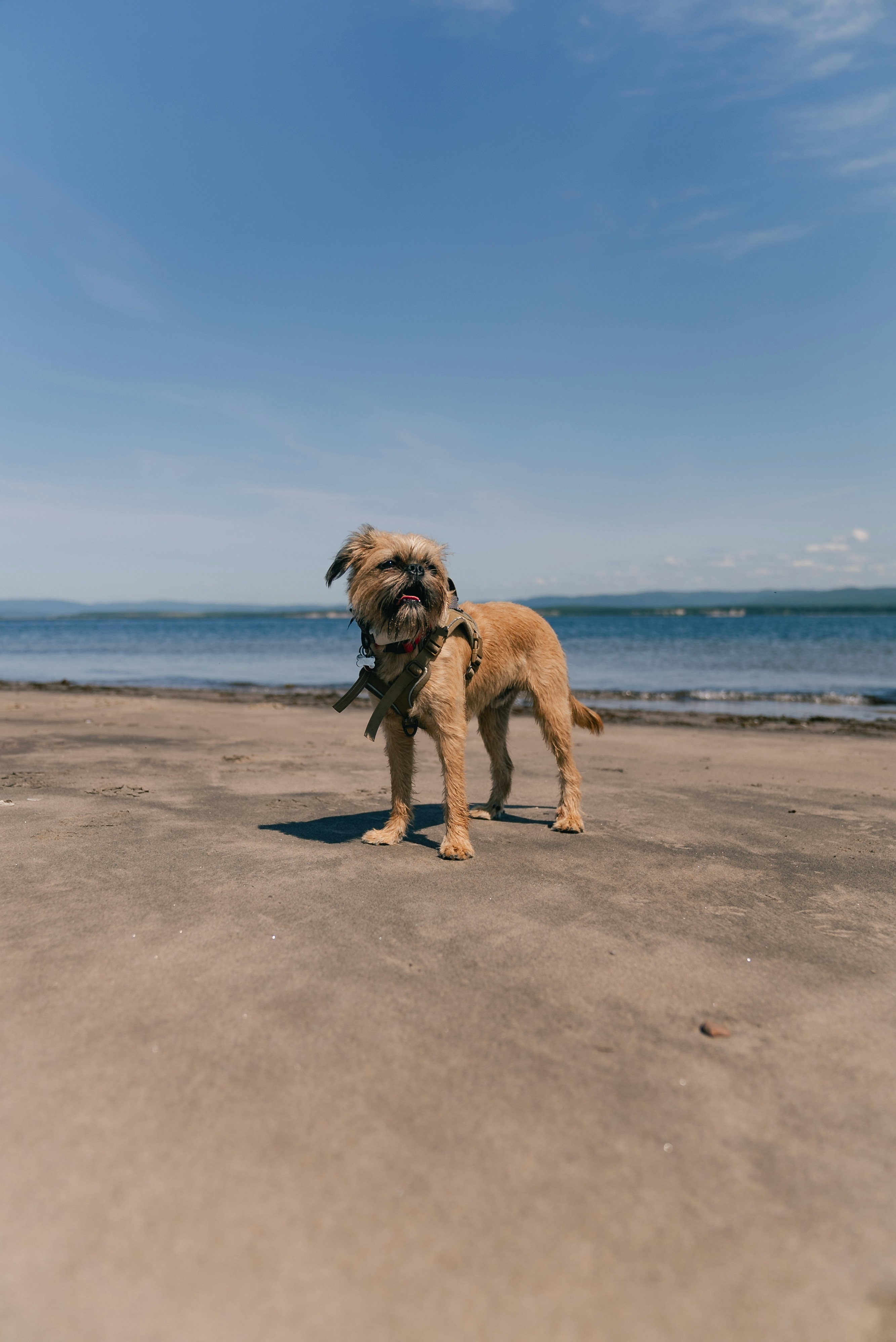 A scruffy dog on a sandy beach with blue sky.