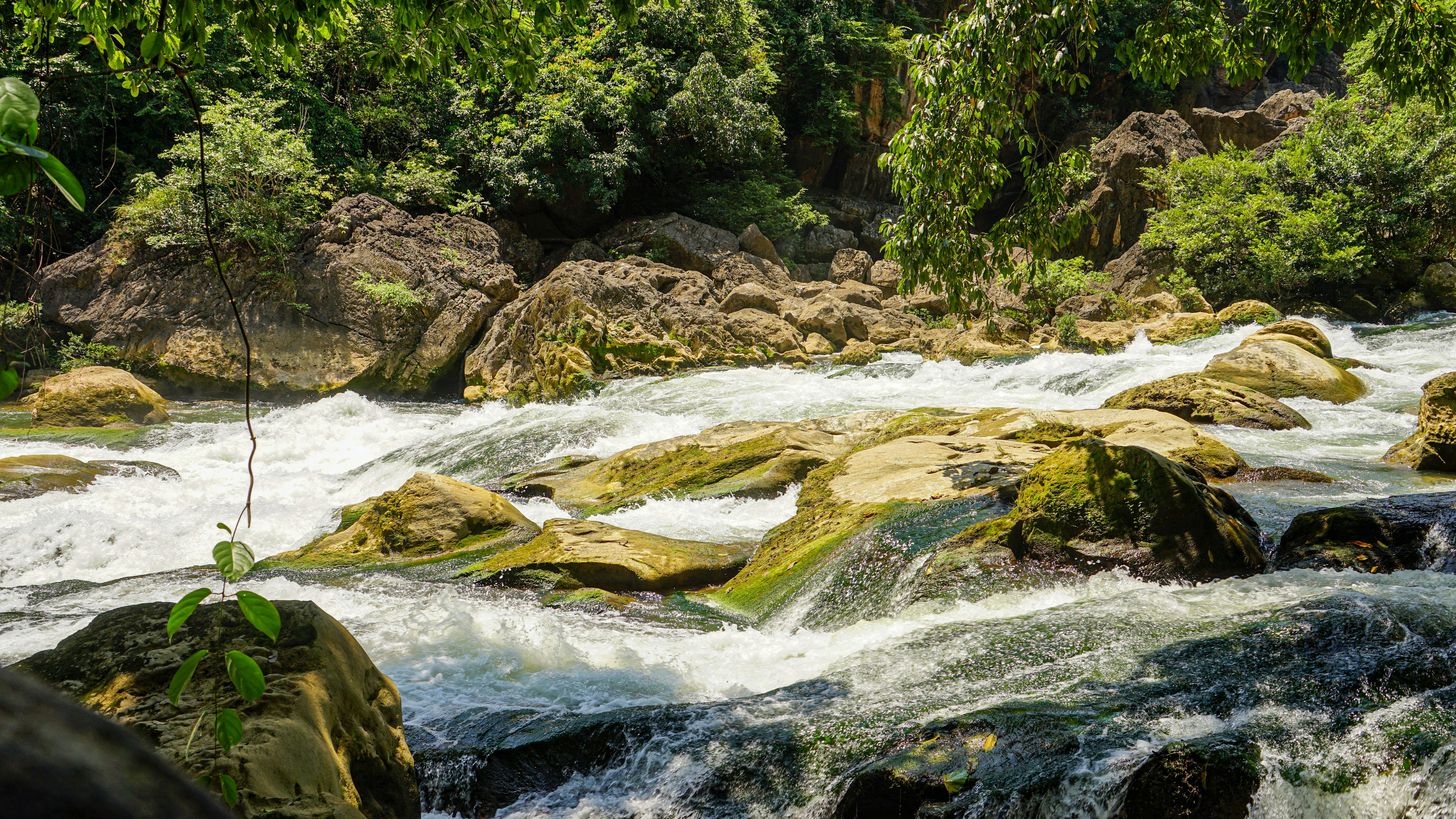 Rápidos de ríos caudalizantes atraviesan un bosque verde y frondoso.