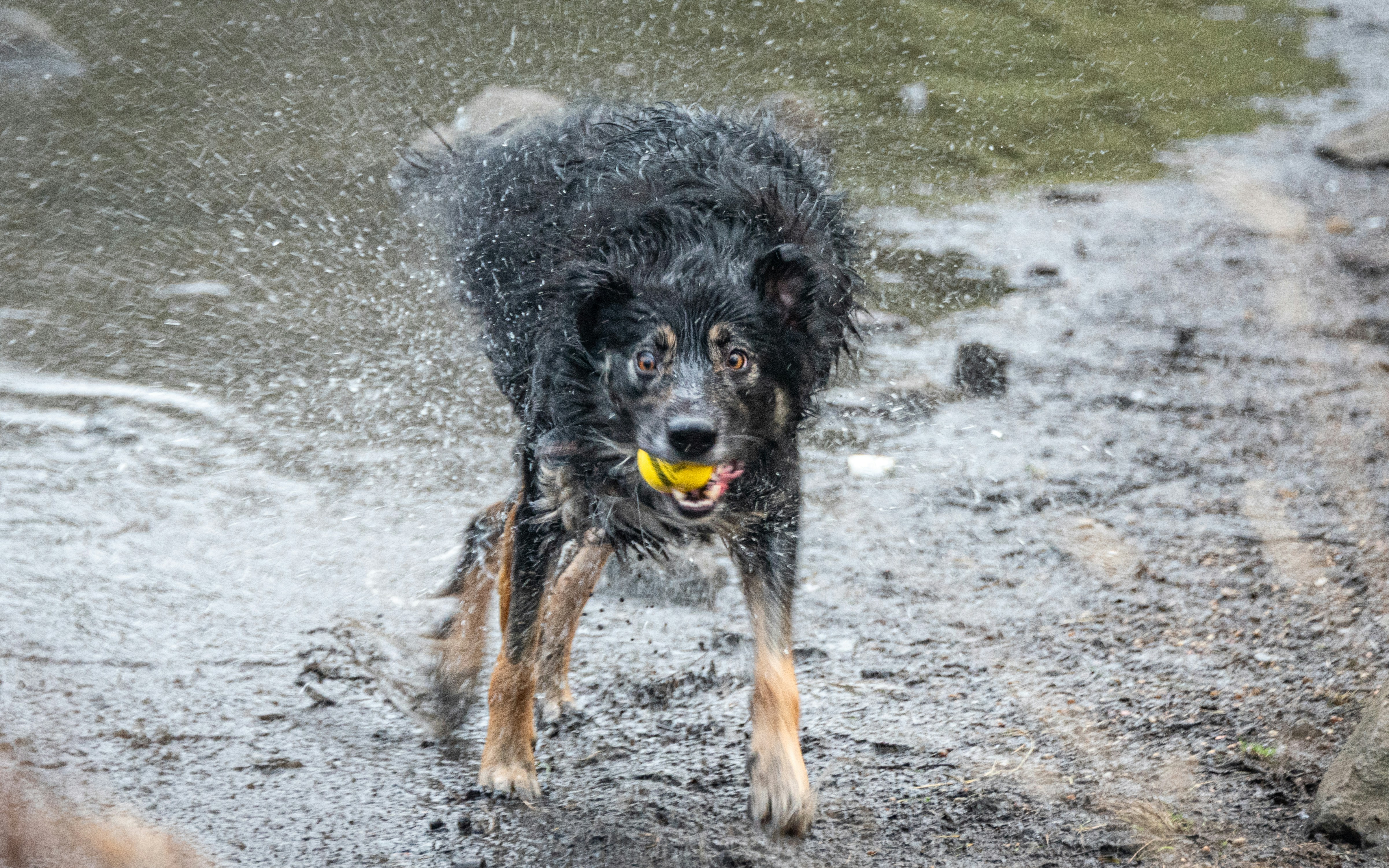 Wet dog shaking water, holding a ball
