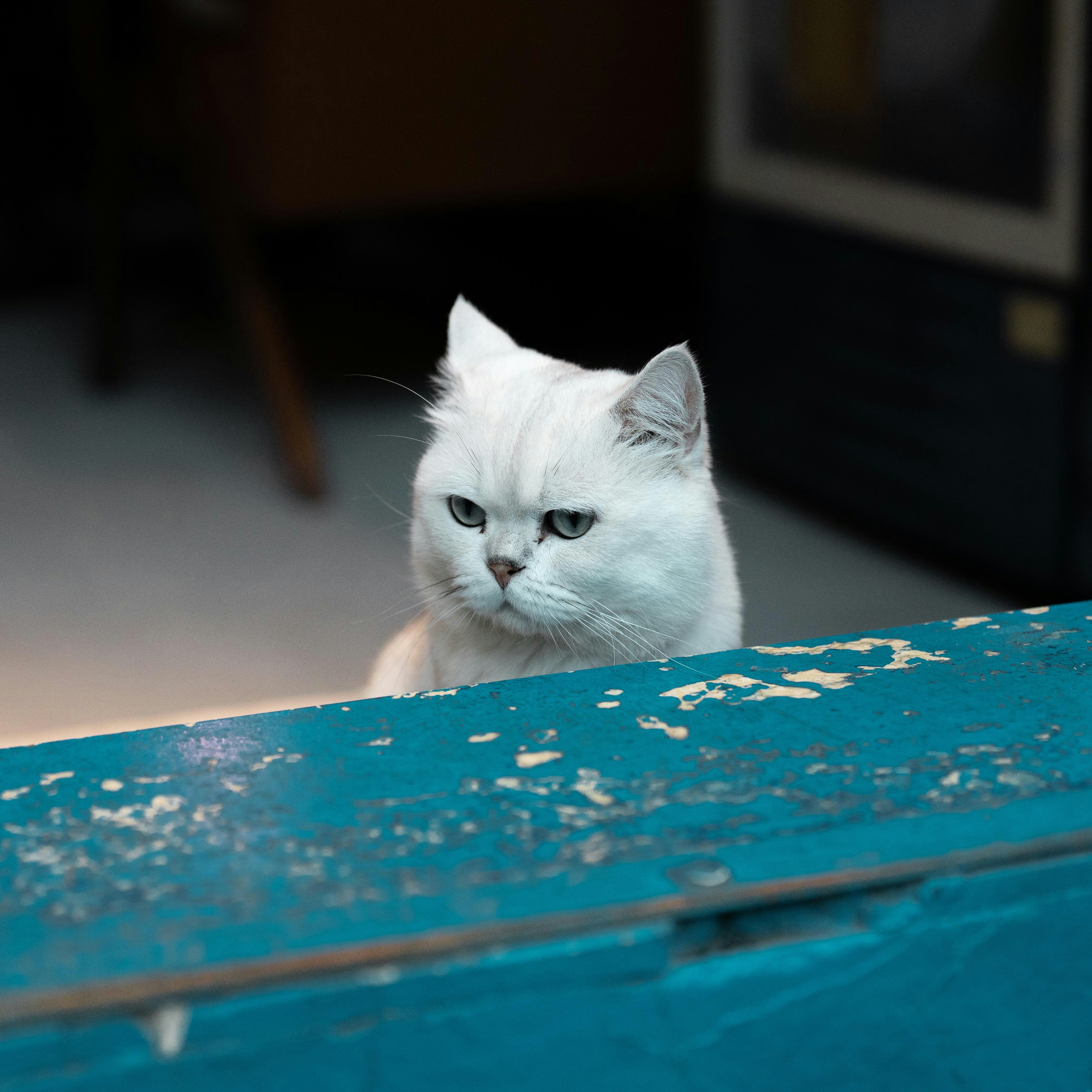 Gatto bianco con occhi azzurri dietro un primo piano blu testurizzato.