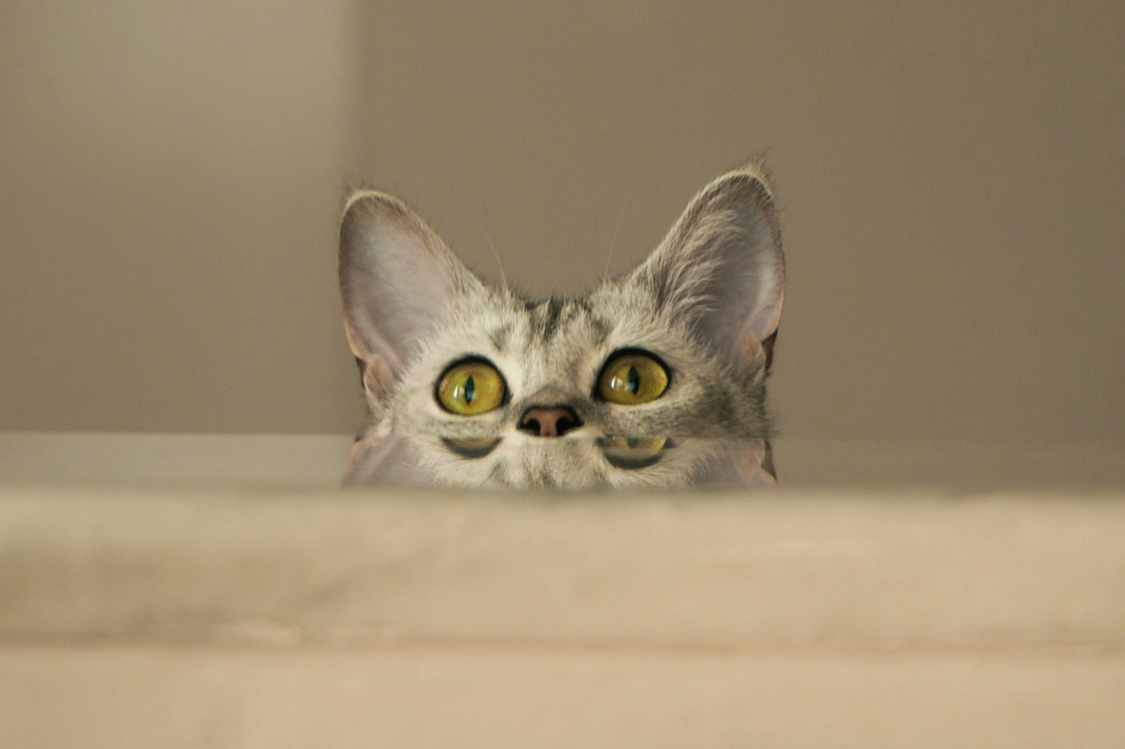 Un chat curieux jette un coup d’œil par-dessus une surface claire