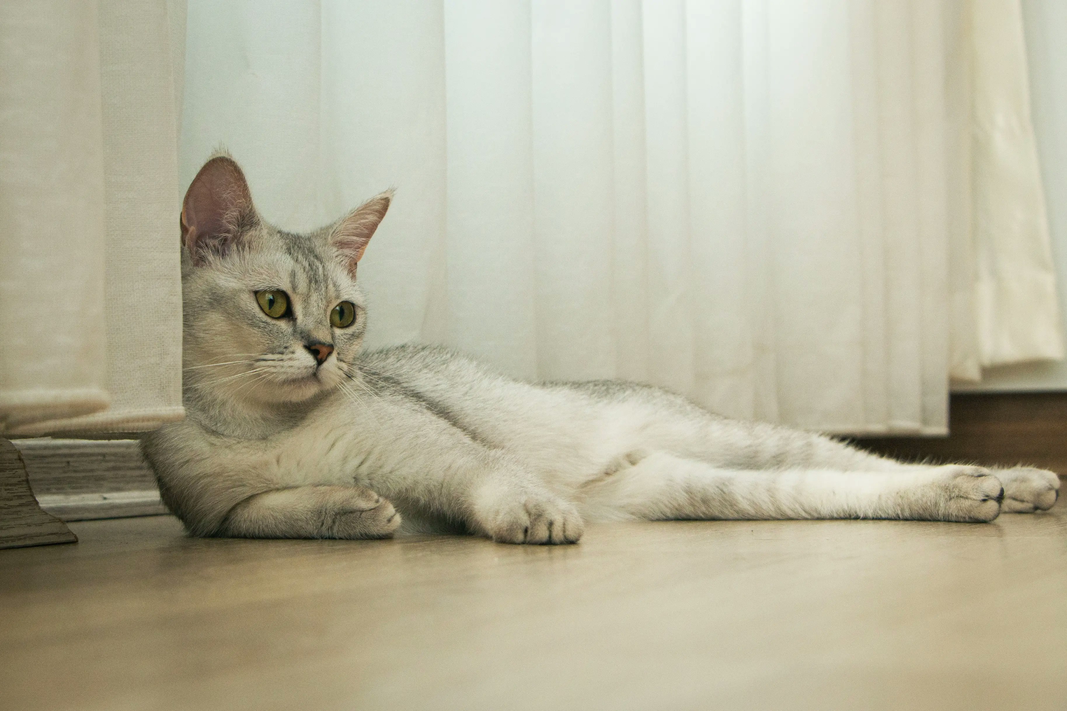 A light-colored cat lies on a wooden floor