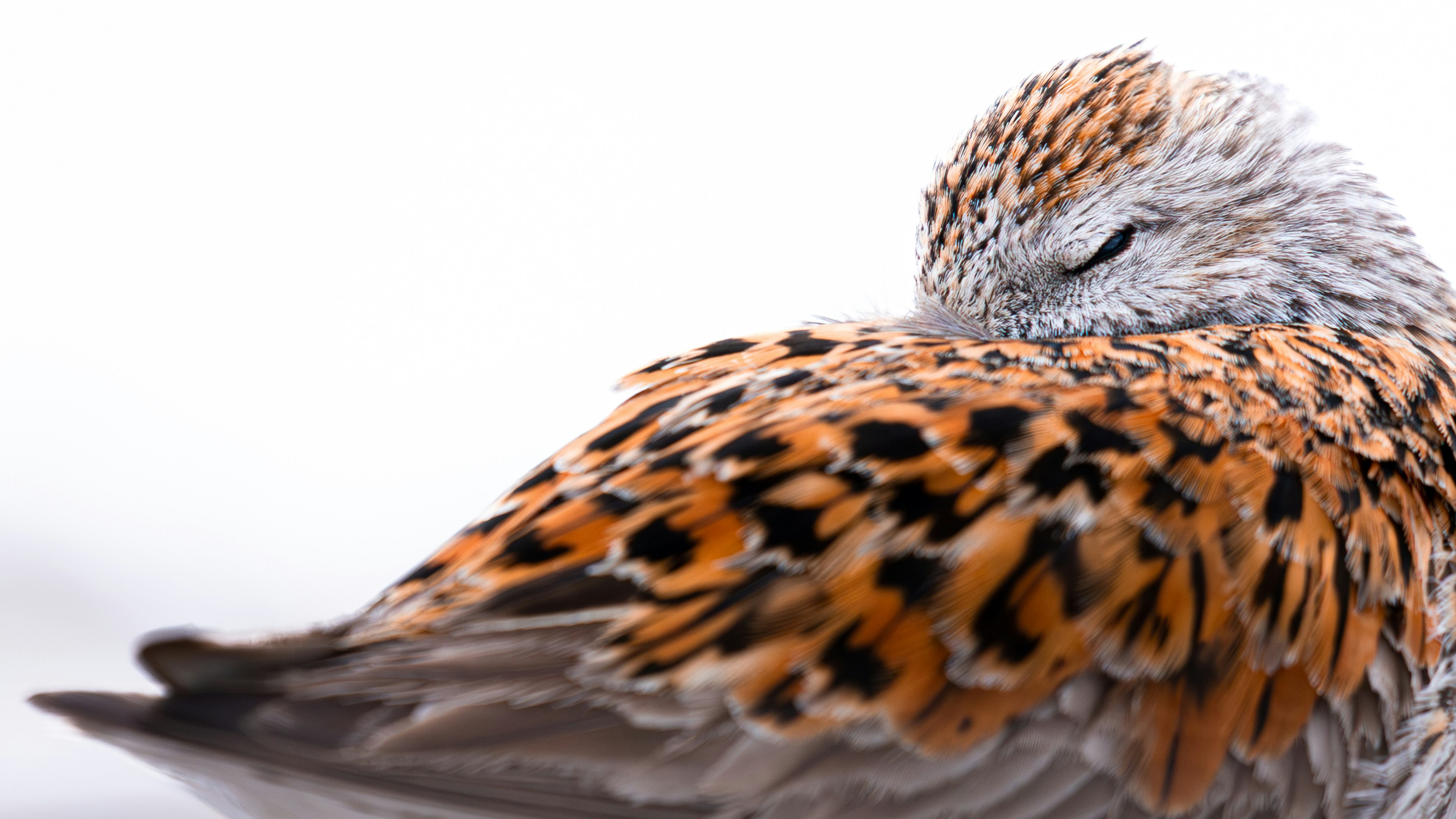 Ein Vogel mit gemusterten orangen und schwarzen Federn, der ruht