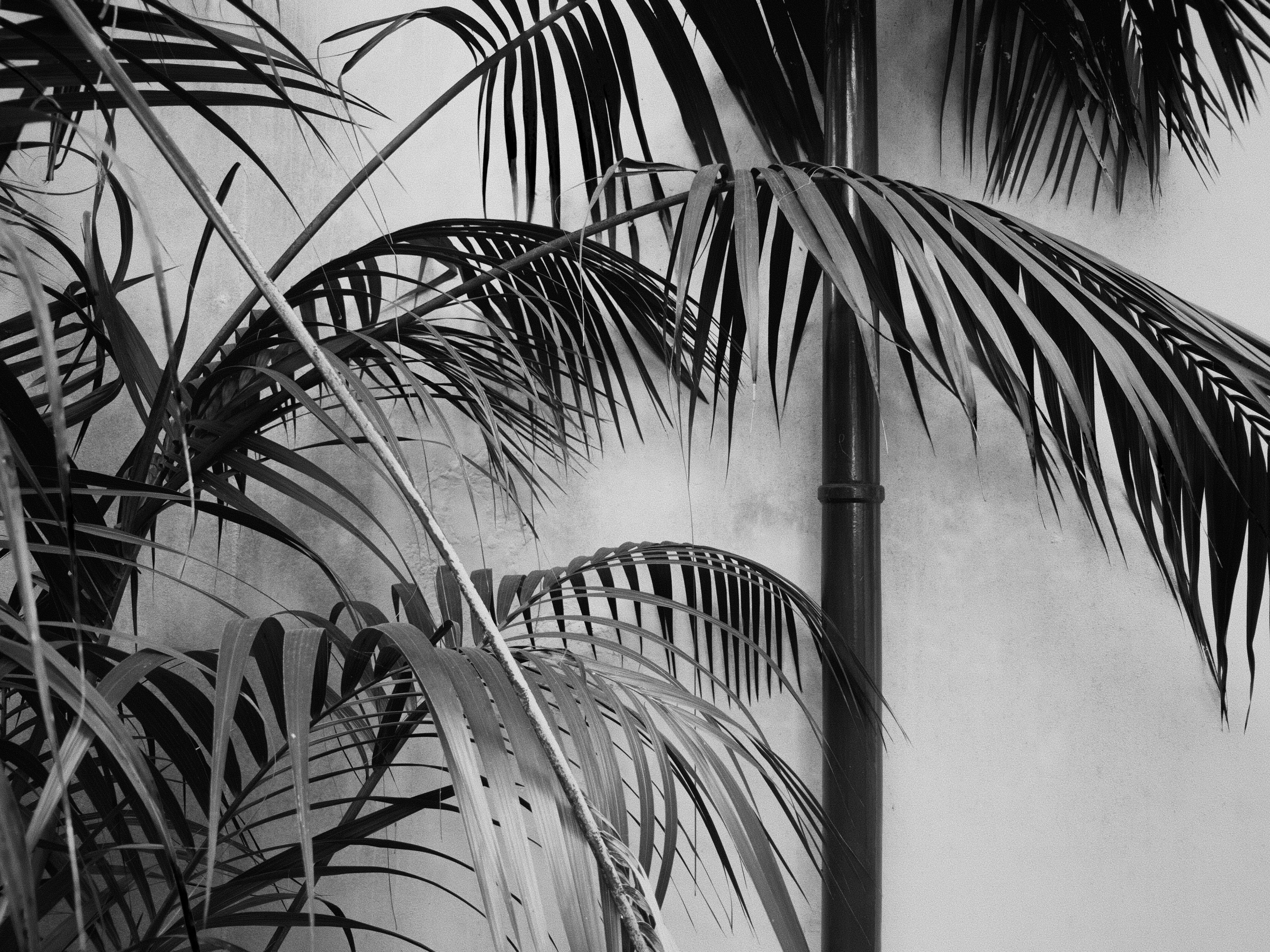 Black and white palm fronds against a light background