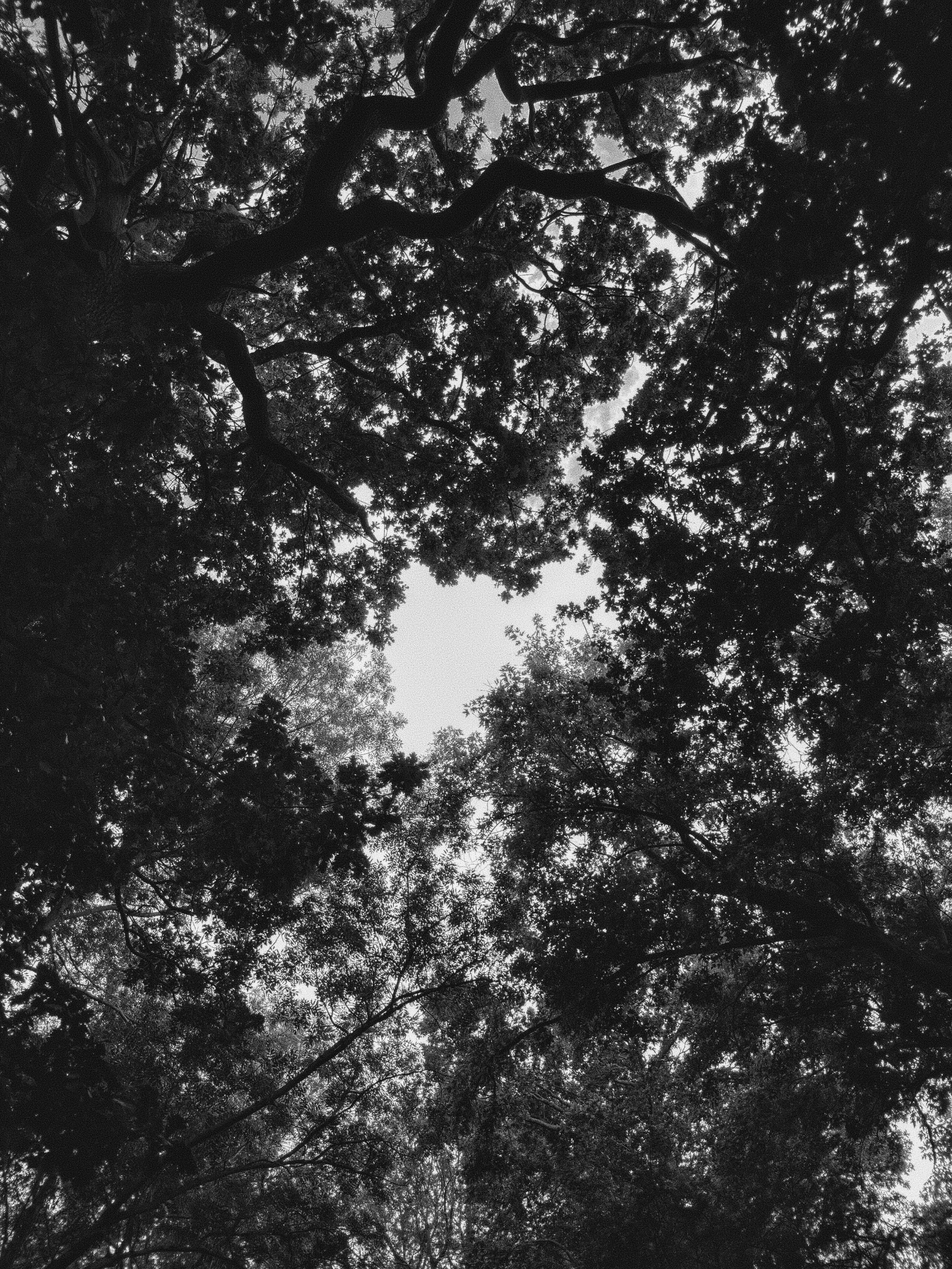 Dense tree canopies against bright sky