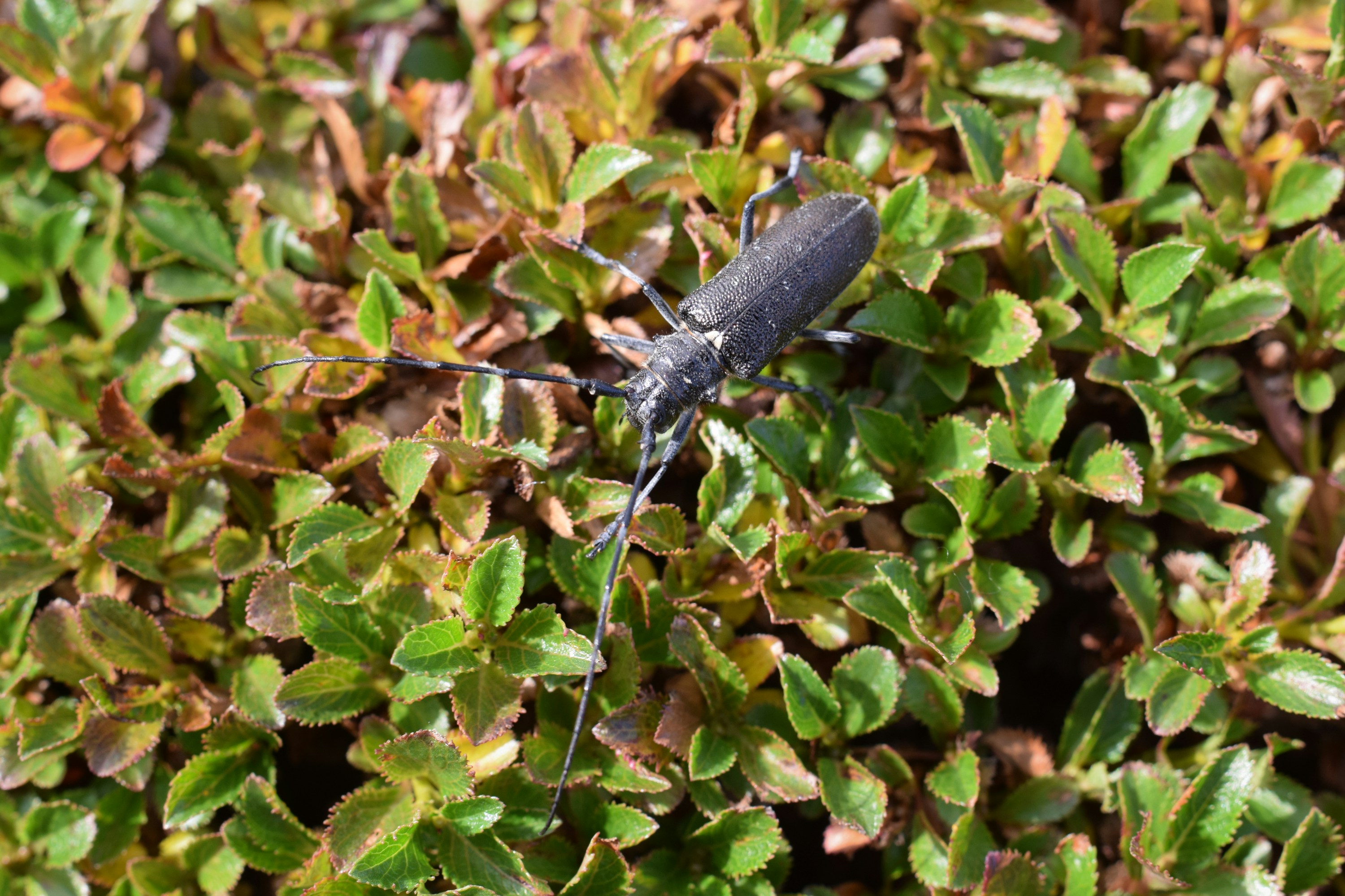 Black longhorn beetle on green and brown leafy plants.