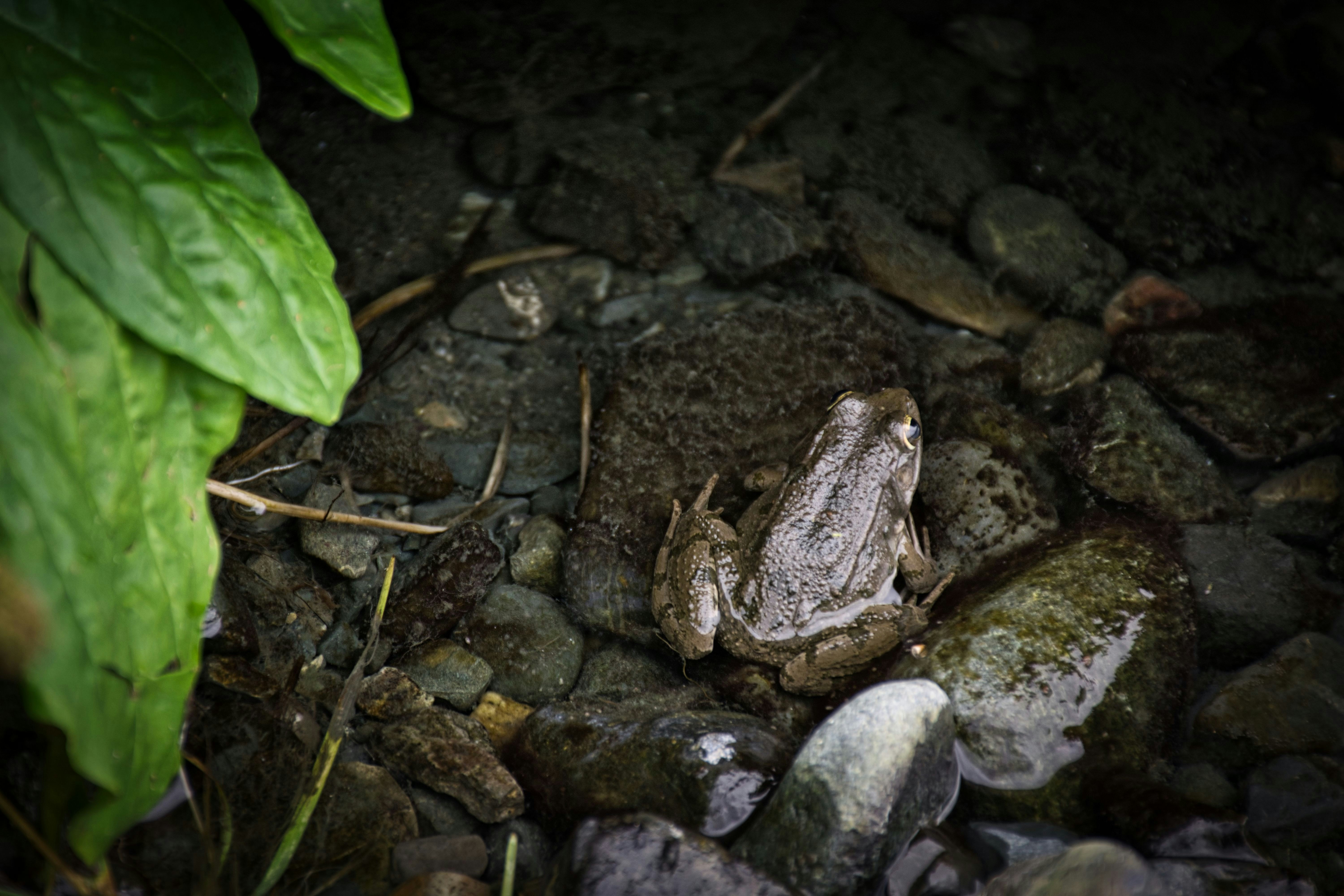 A small frog camouflaged on dark, wet river rocks.