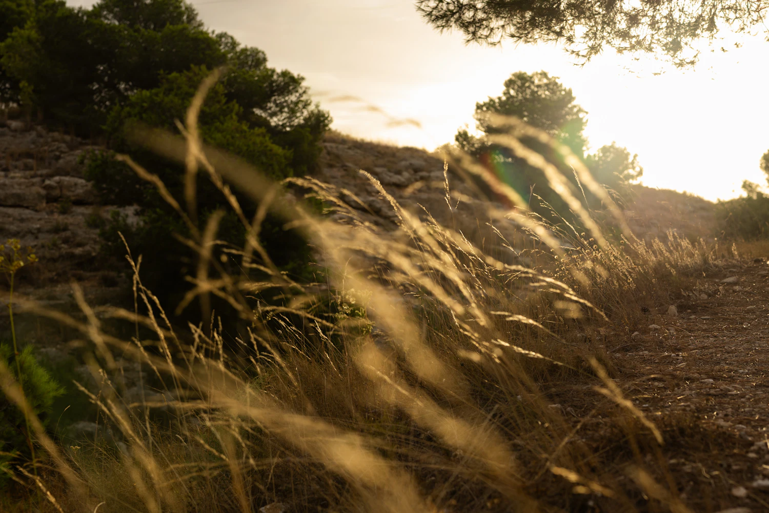 Low sun at golden hour rakes across the land, stretching shadows and revealing texture that flat midday light hides.