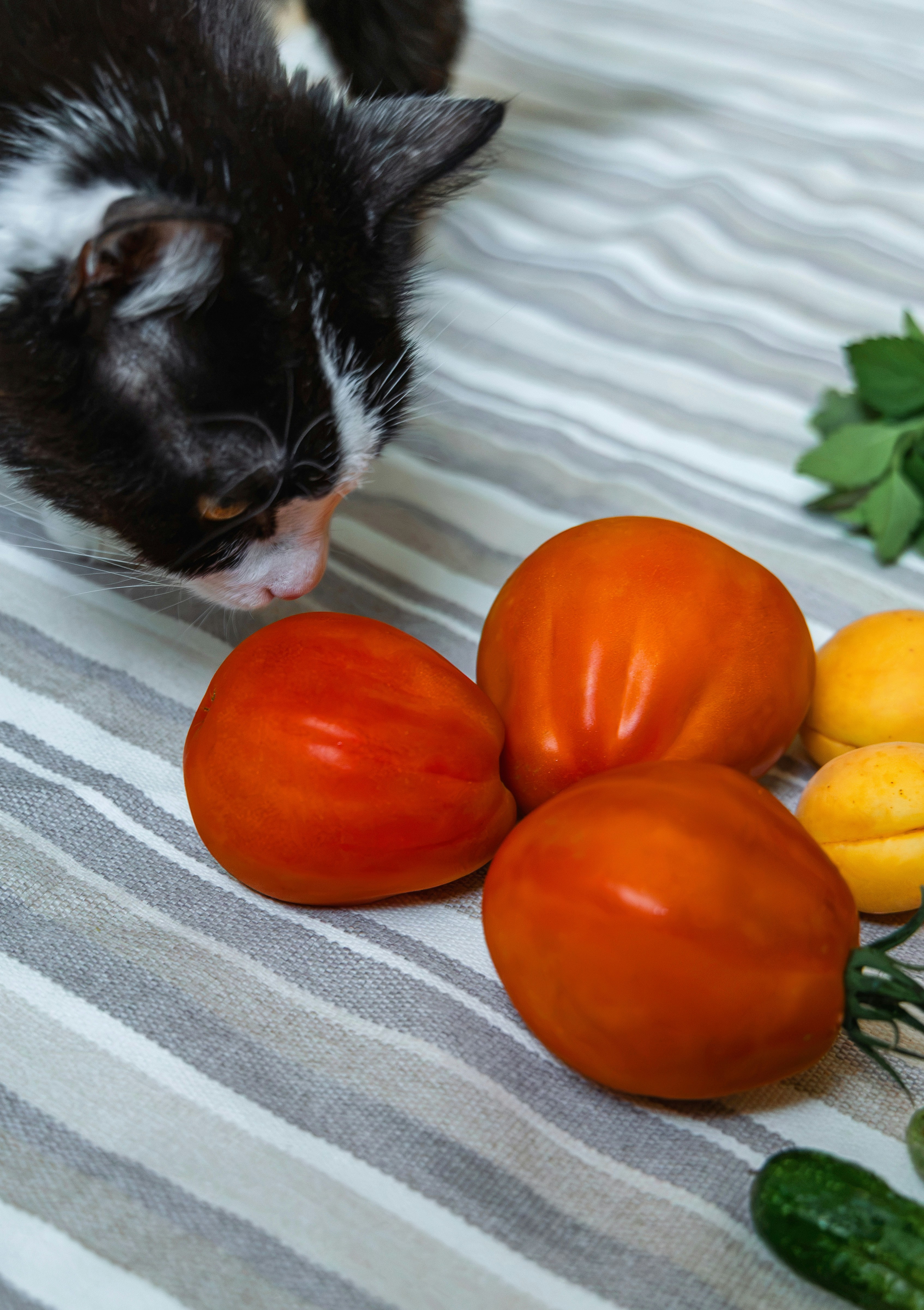 A black and white cat sniffs fresh tomatoes and produce.