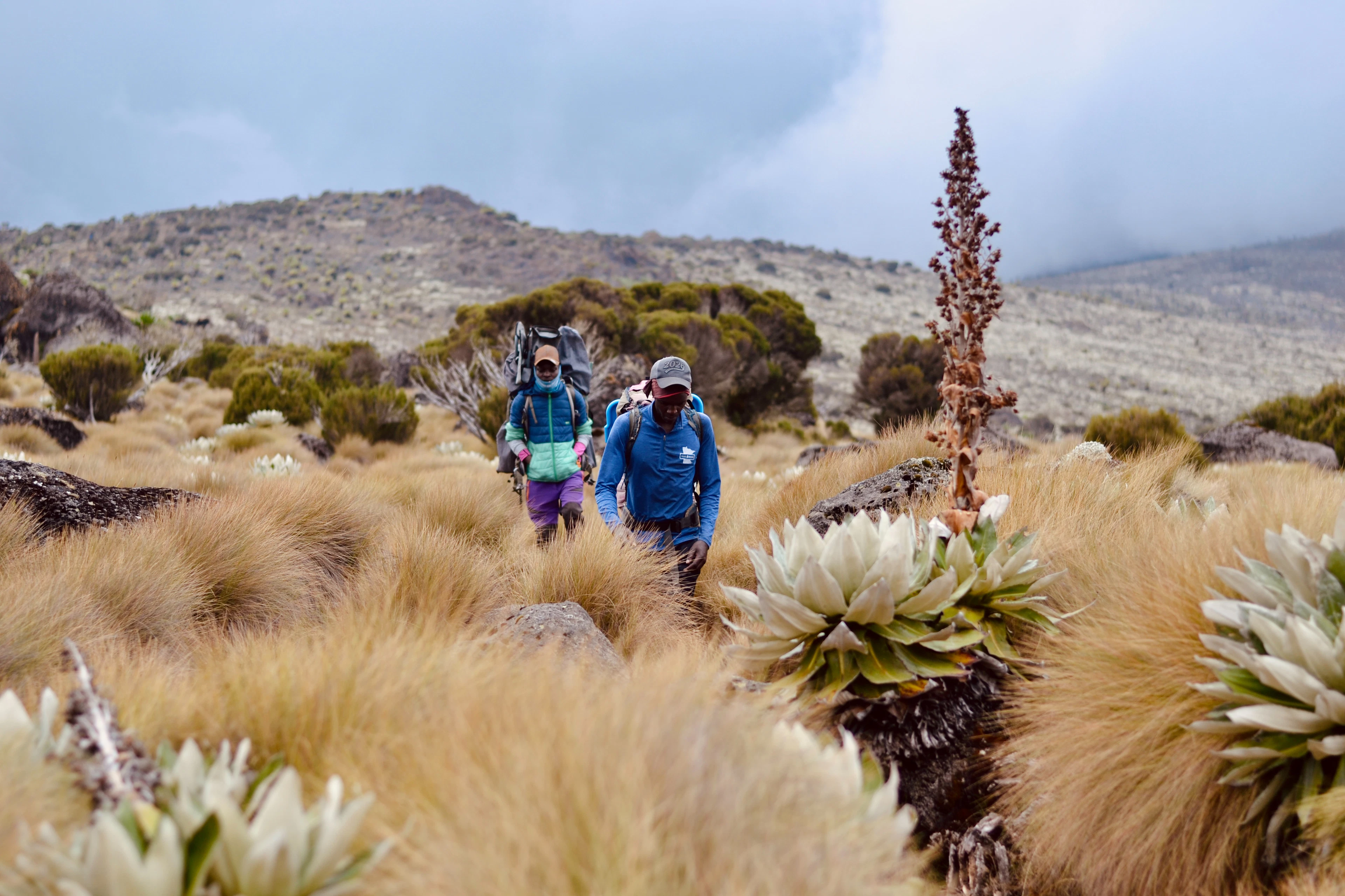 Two hikers on a rocky trail among giant lobelias on Mount Kenya