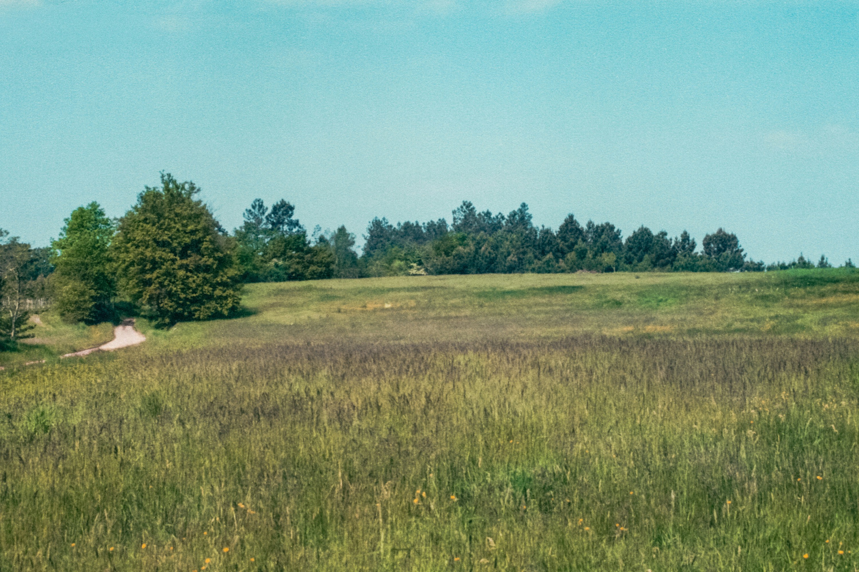 Green grassy field with distant trees under blue sky.