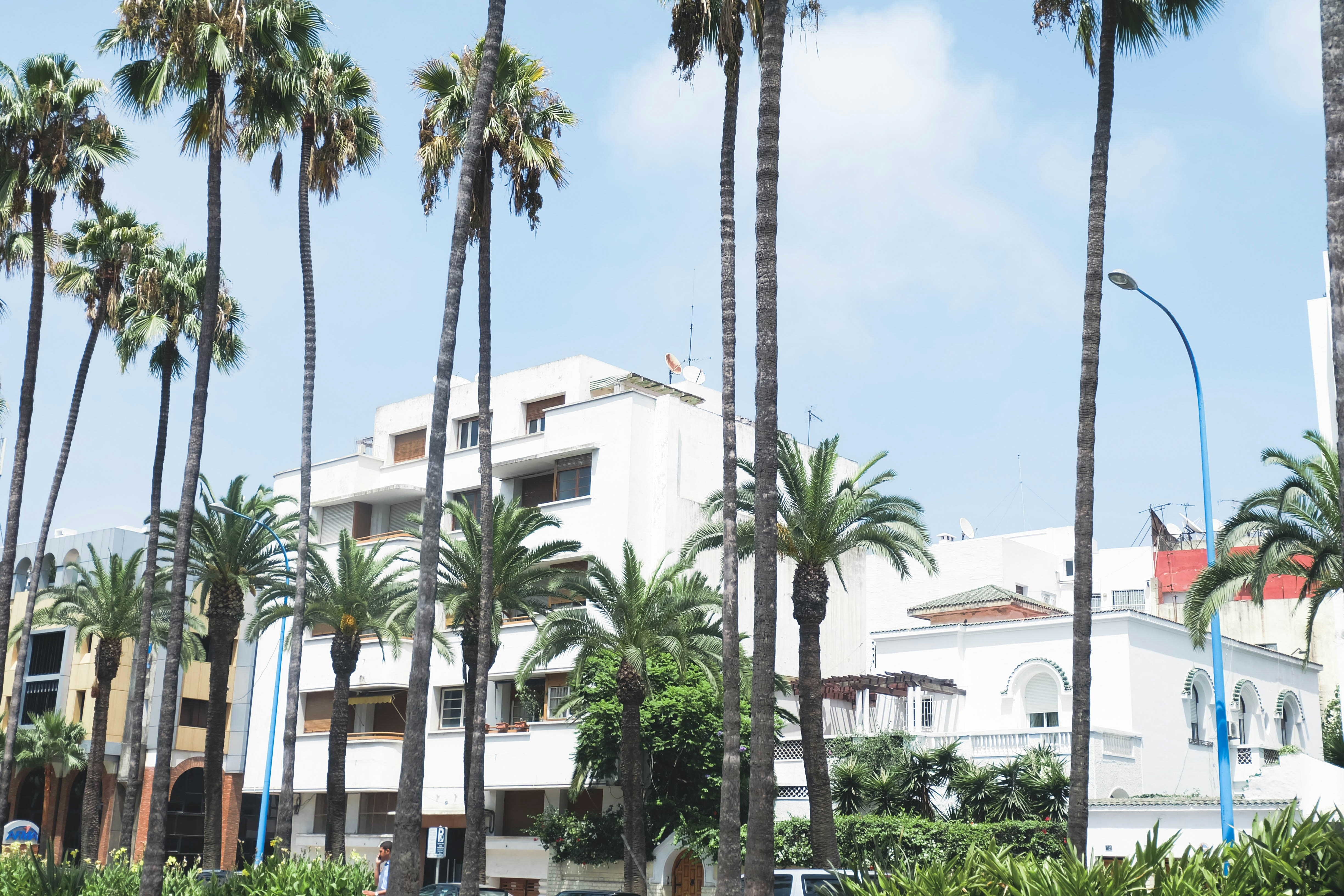 Tall palm trees line a street with white buildings.