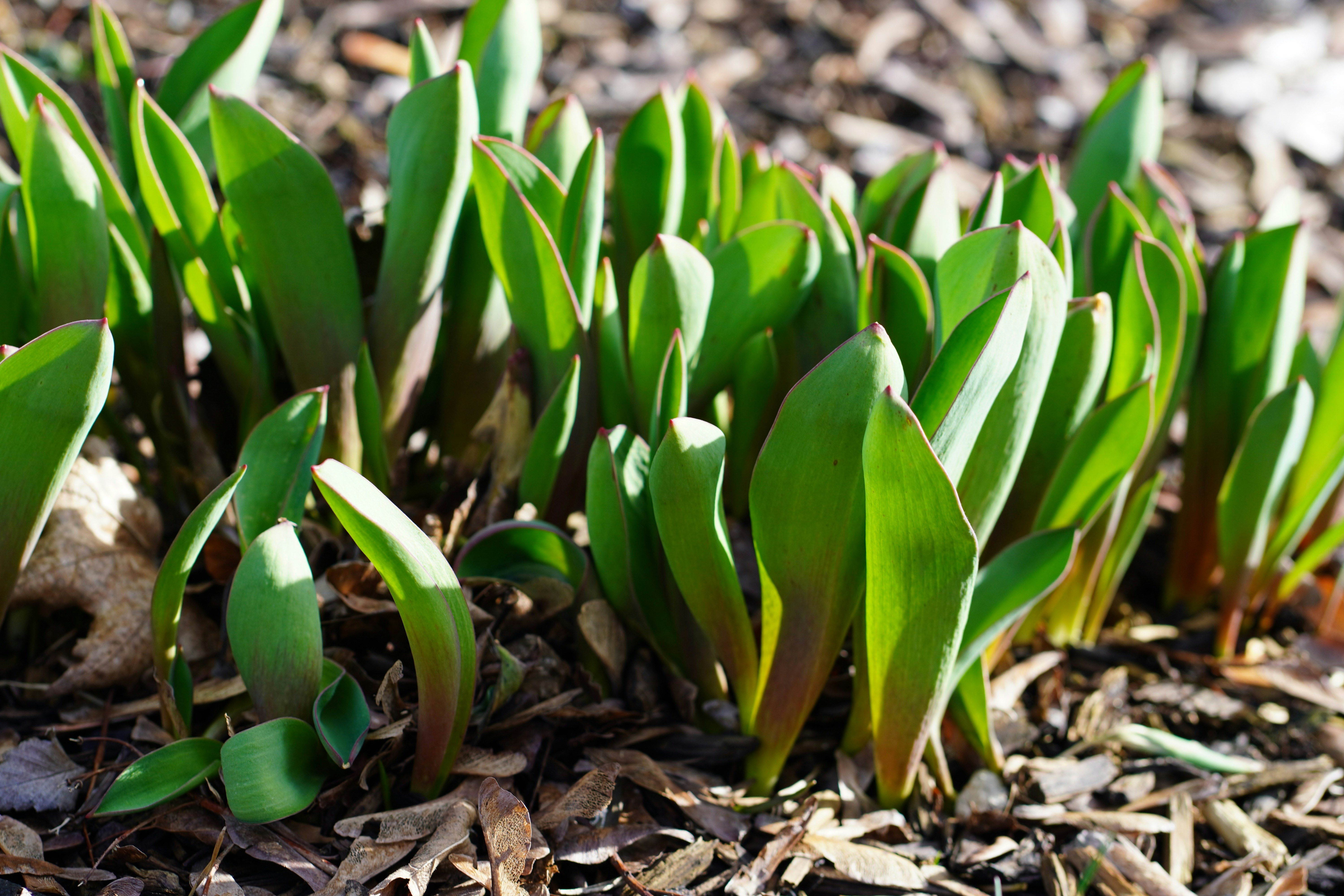 Green plant shoots emerging from the soil in spring.