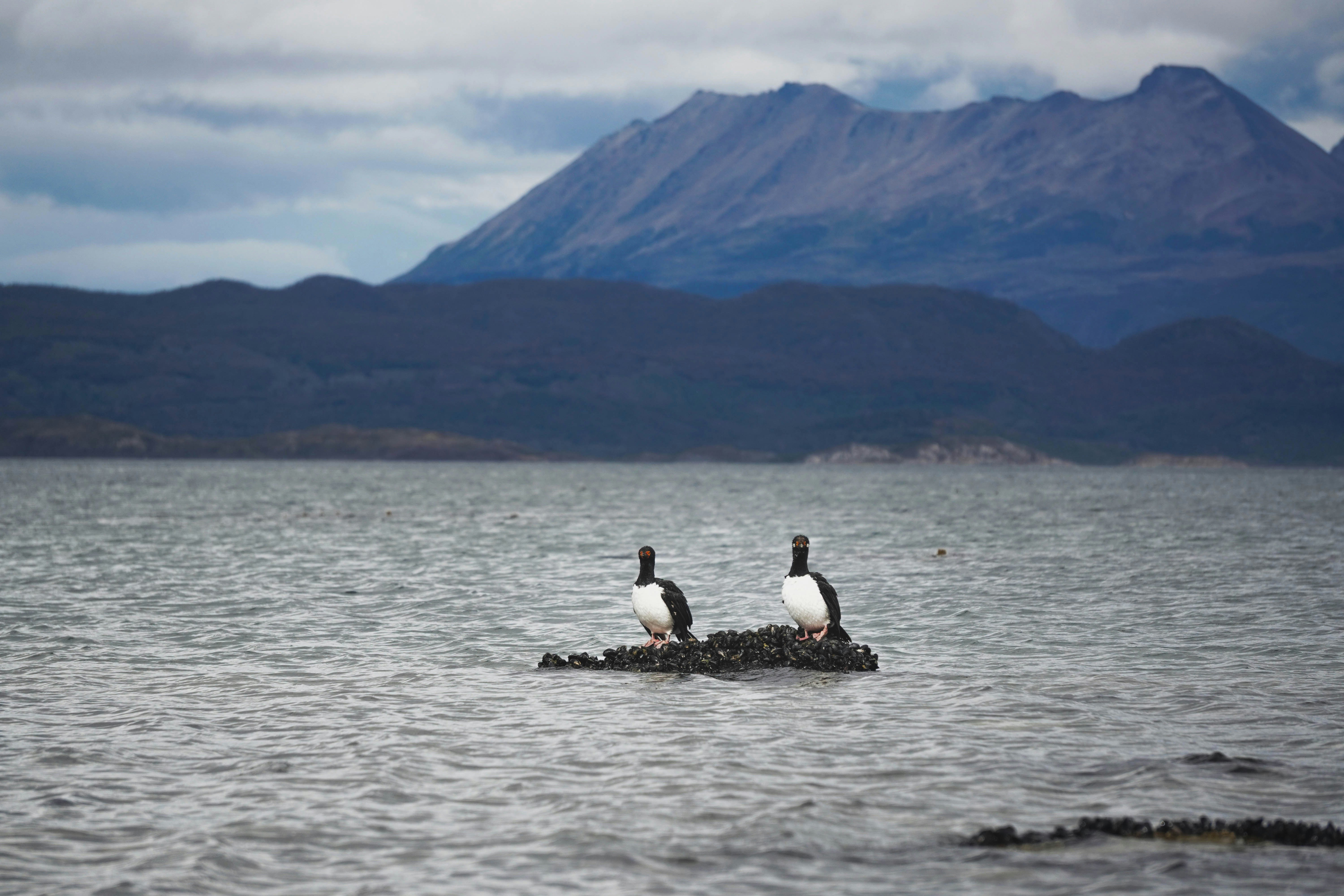 Imperial Cormorants resting in the Beagle Channel. Two Imperial Cormorants resting on a small rocky island in the Beagle Channel near Ushuaia, Tierra del Fuego, Argentina