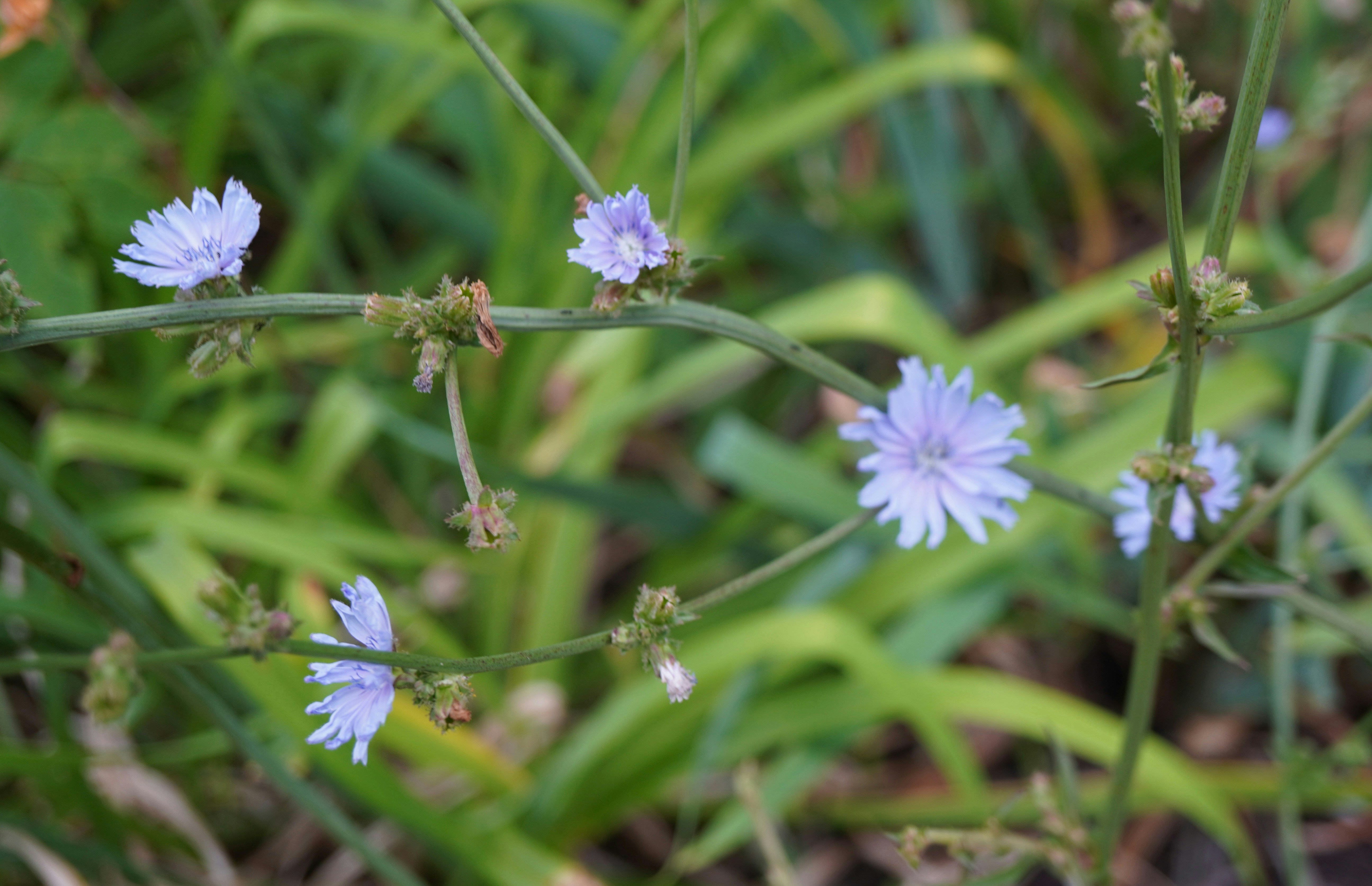 Delicate blue flowers with green foliage in background