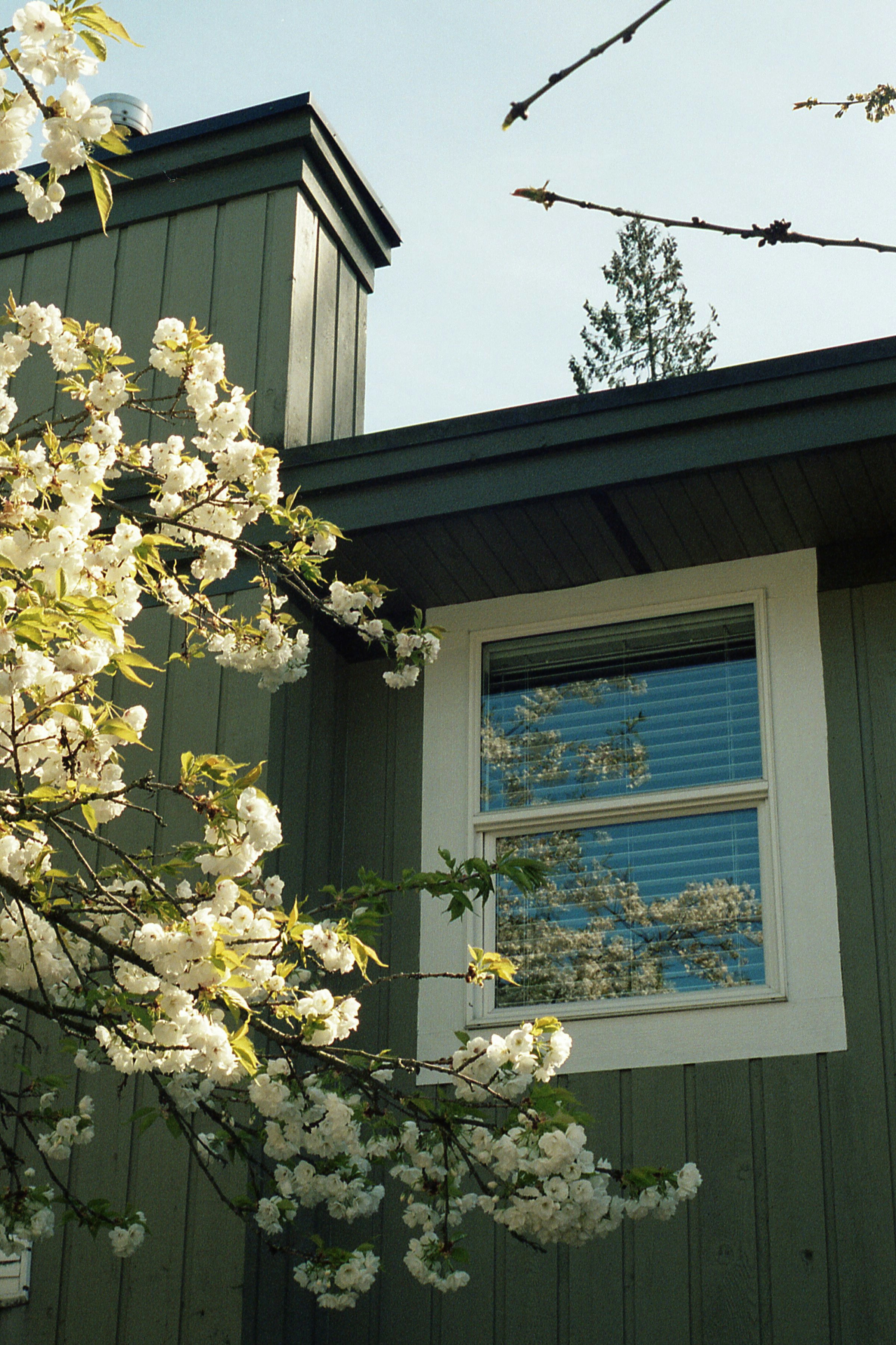 Sage green vertical board siding with white-trimmed window, framed by spring cherry blossoms