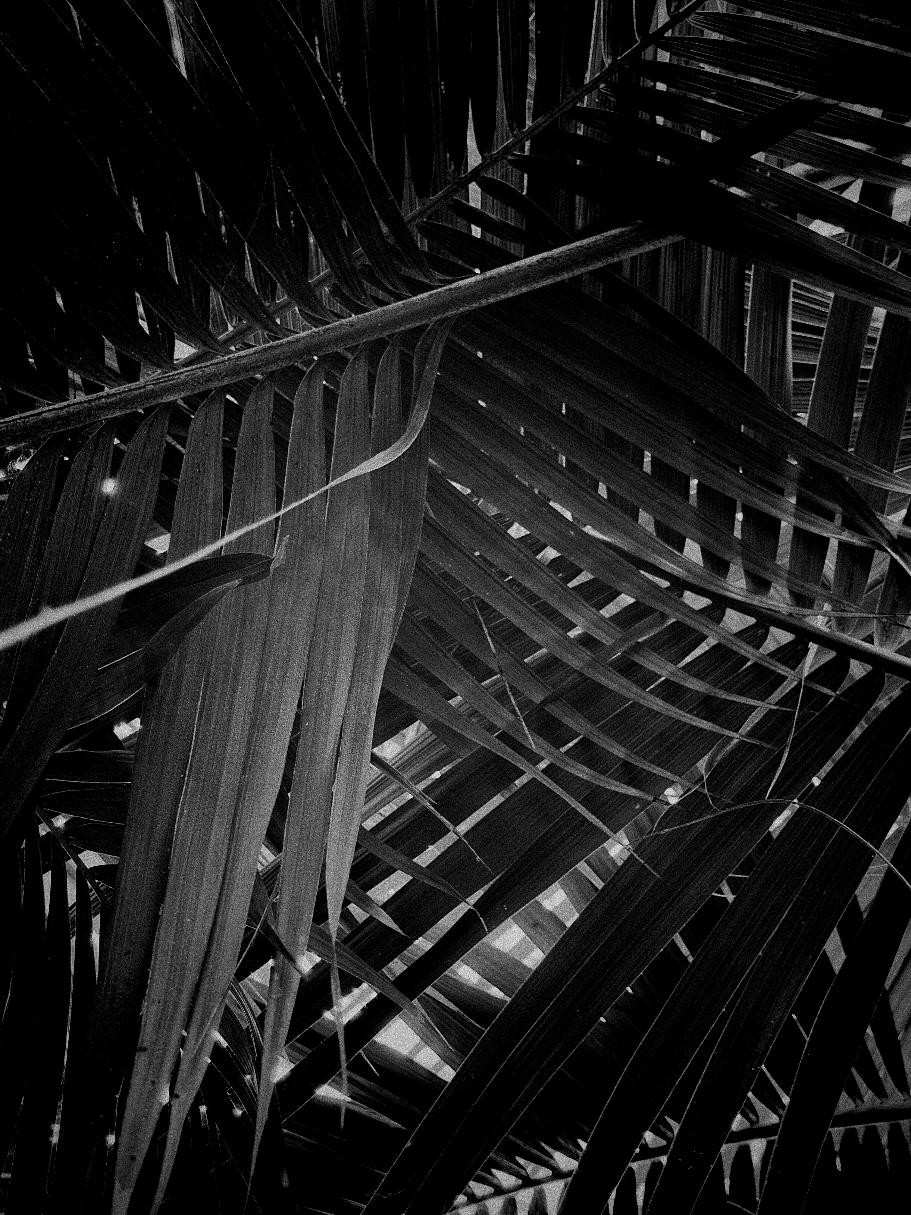 Abstract pattern of dark palm fronds