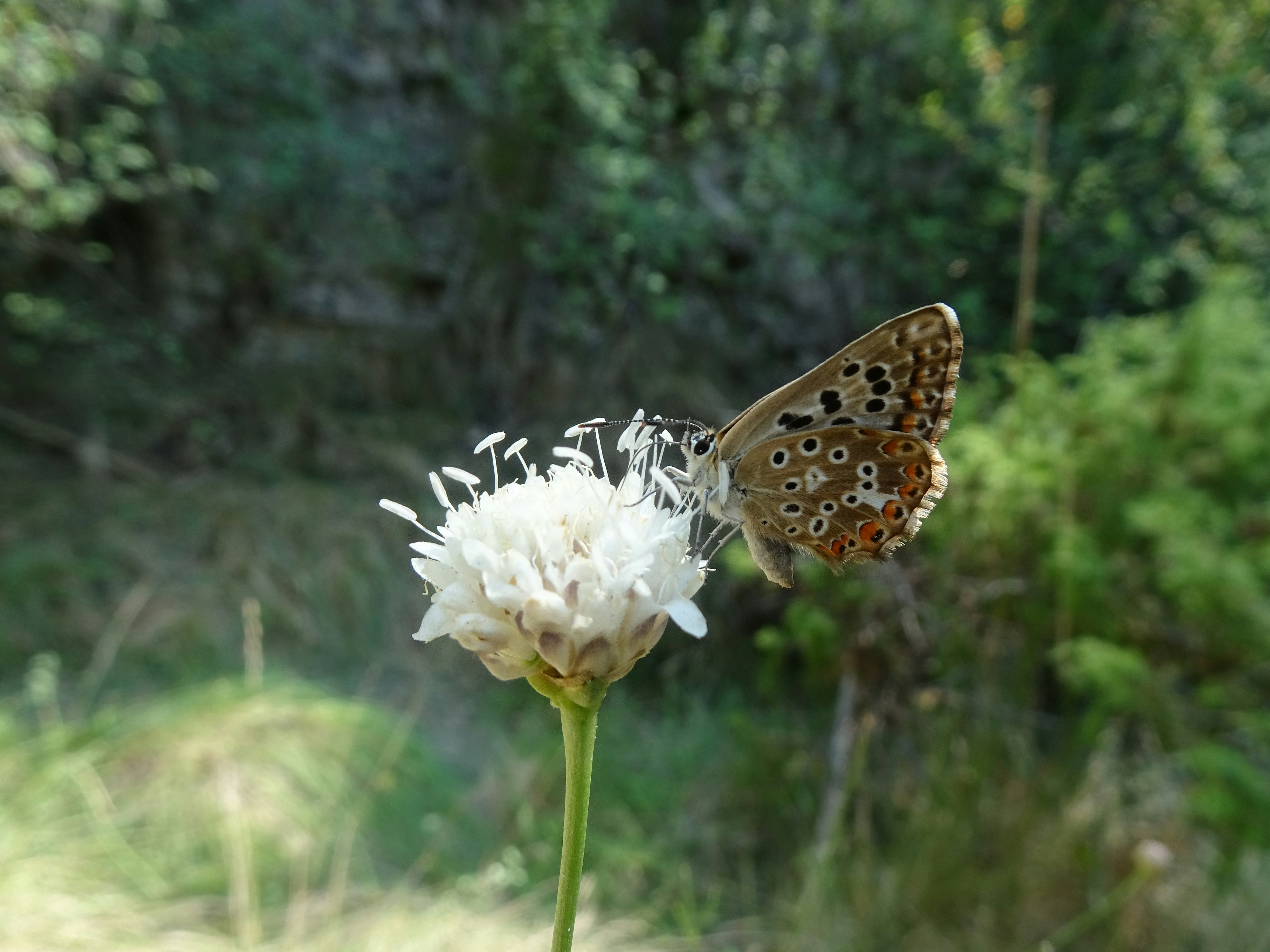 Una farfalla marrone con macchie si posa su un fiore bianco.