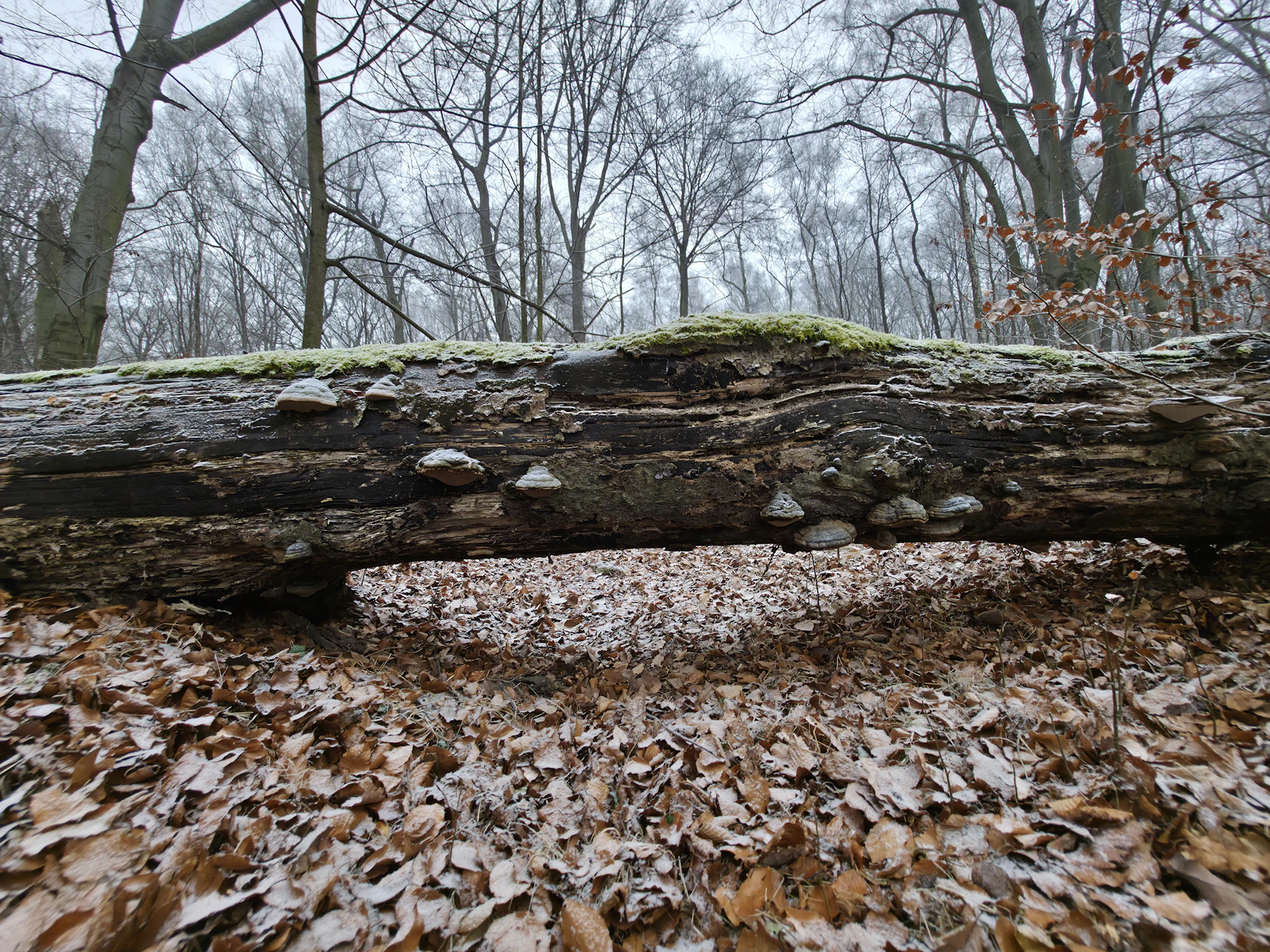 A mossy fallen log with mushrooms growing along it on a forest floor